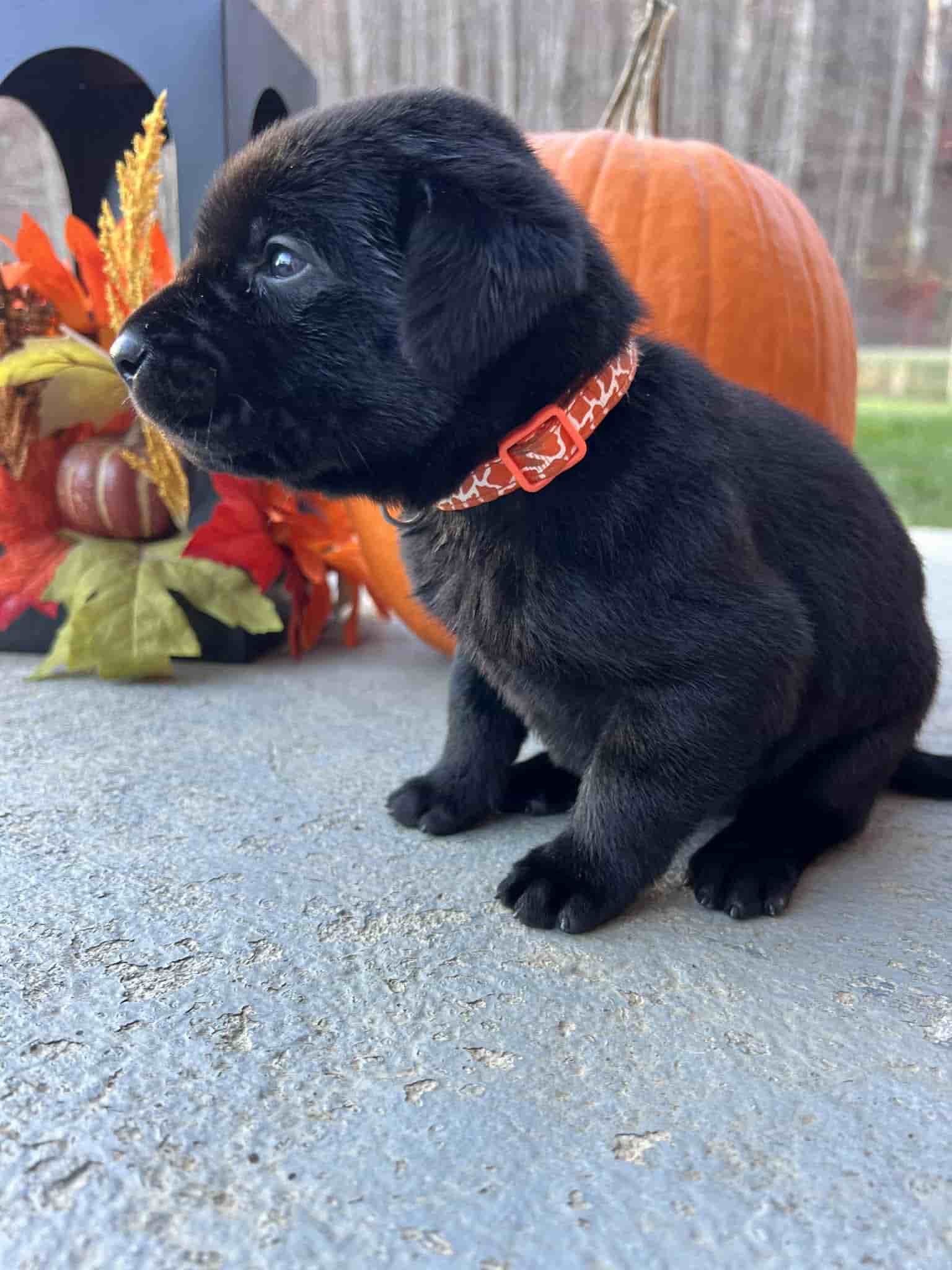 A purebred yellow Labrador Retriever puppy with a pink curtain and red rose flowers around him.