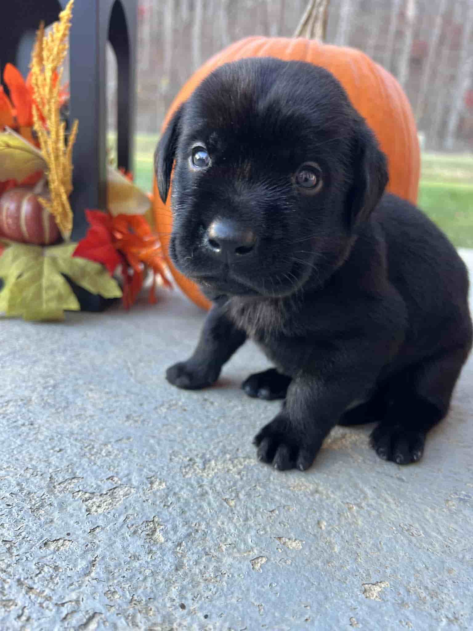 A purebred yellow Labrador Retriever puppy with a pink curtain and red rose flowers around him.