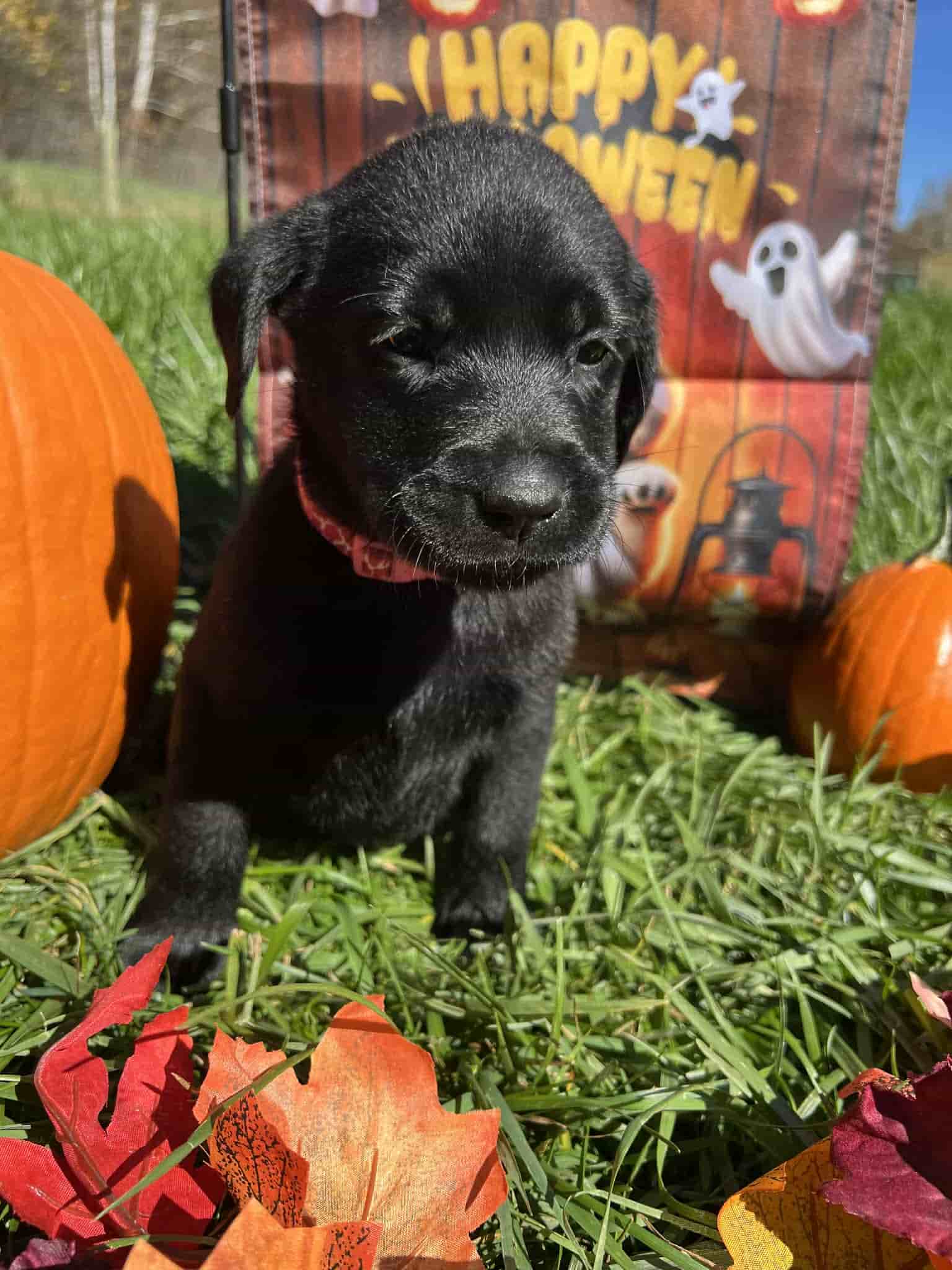 A purebred yellow Labrador Retriever puppy with a pink curtain and red rose flowers around him.