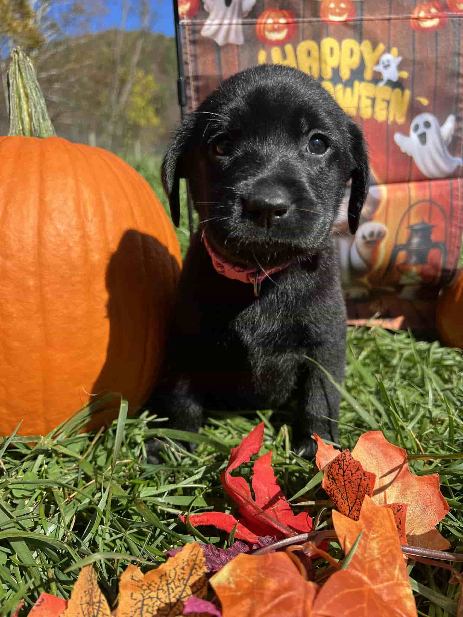 A purebred yellow Labrador Retriever puppy with a pink curtain and red rose flowers around him.