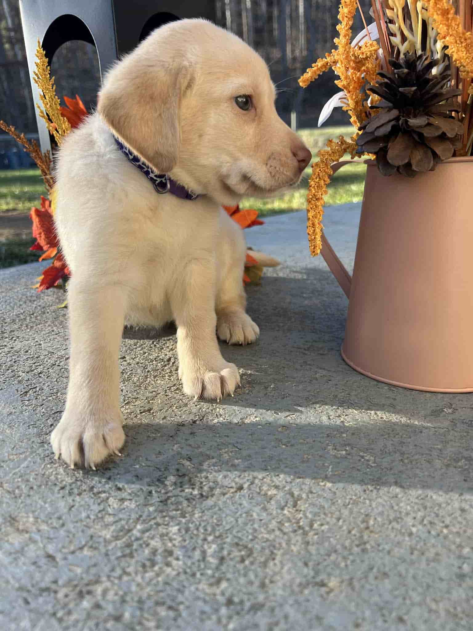 A purebred yellow Labrador Retriever puppy with a pink curtain and red rose flowers around him.