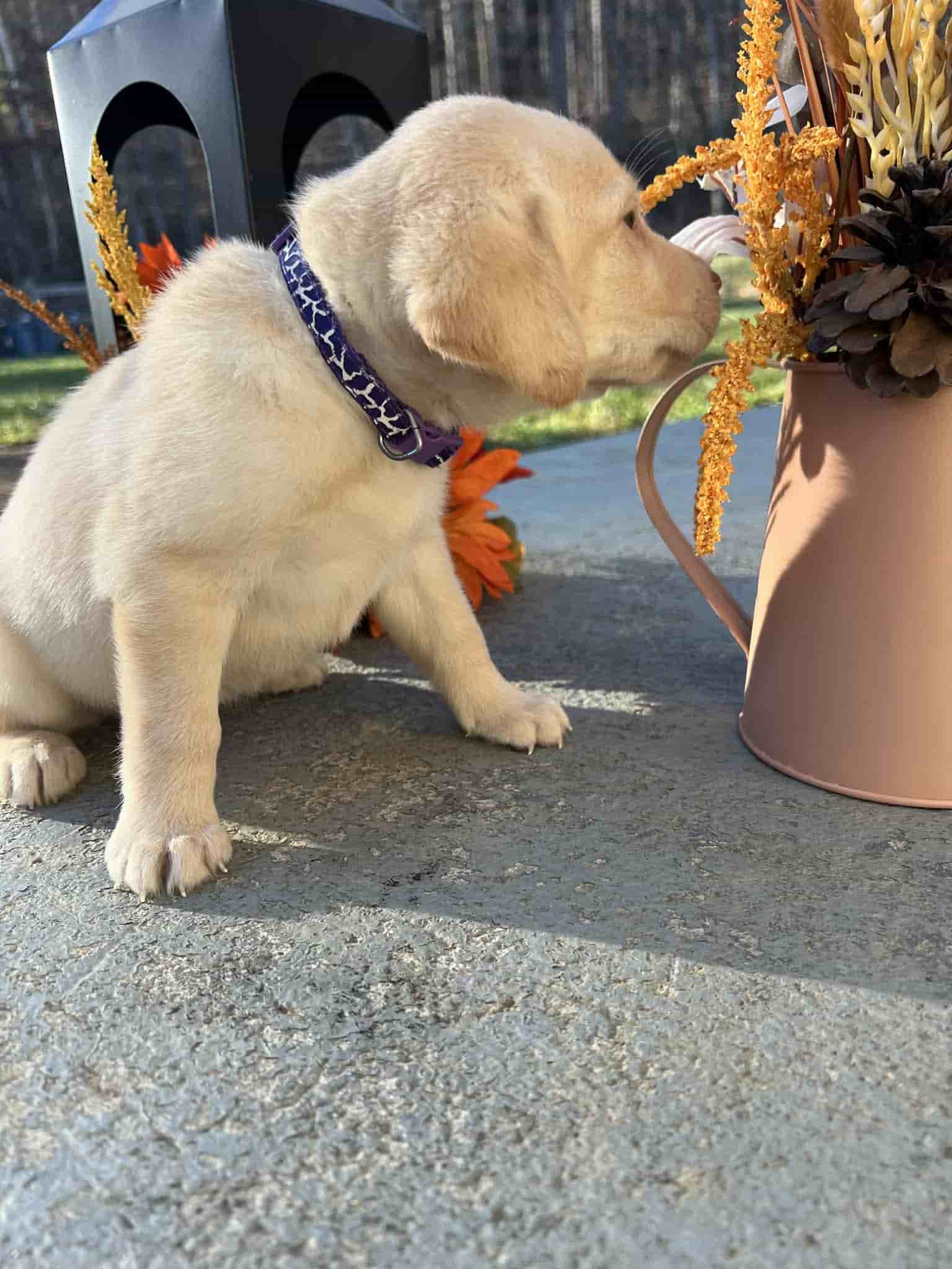 A purebred yellow Labrador Retriever puppy with a pink curtain and red rose flowers around him.