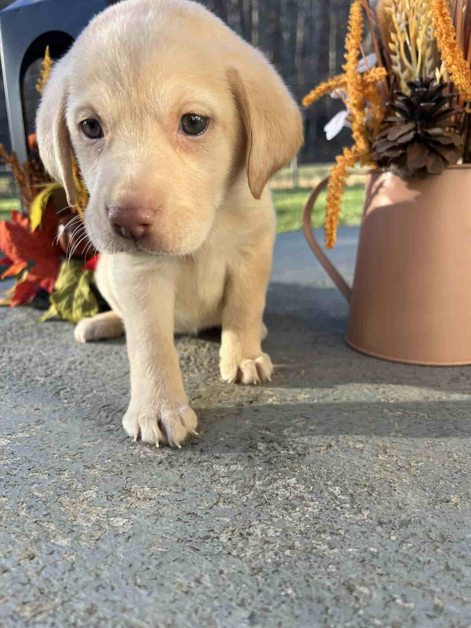 A purebred yellow Labrador Retriever puppy with a pink curtain and red rose flowers around him.