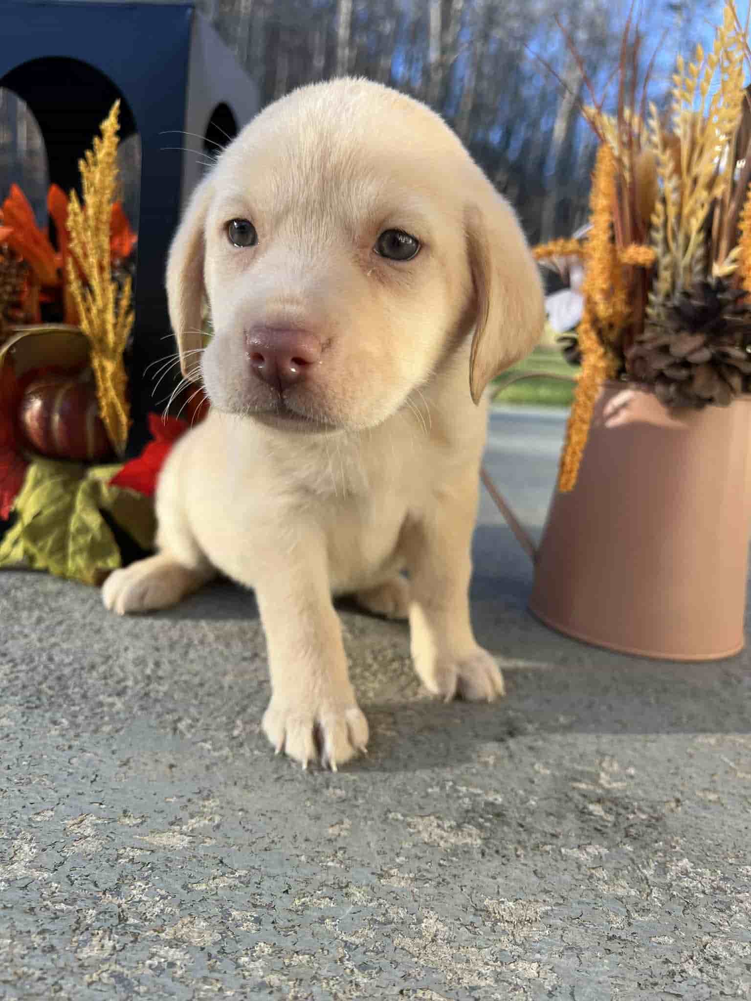 A purebred yellow Labrador Retriever puppy with a pink curtain and red rose flowers around him.
