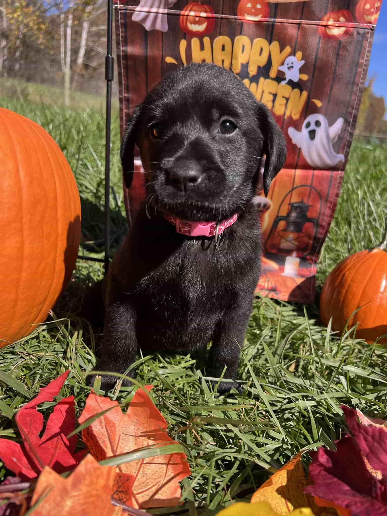 A purebred yellow Labrador Retriever puppy with a pink curtain and red rose flowers around him.