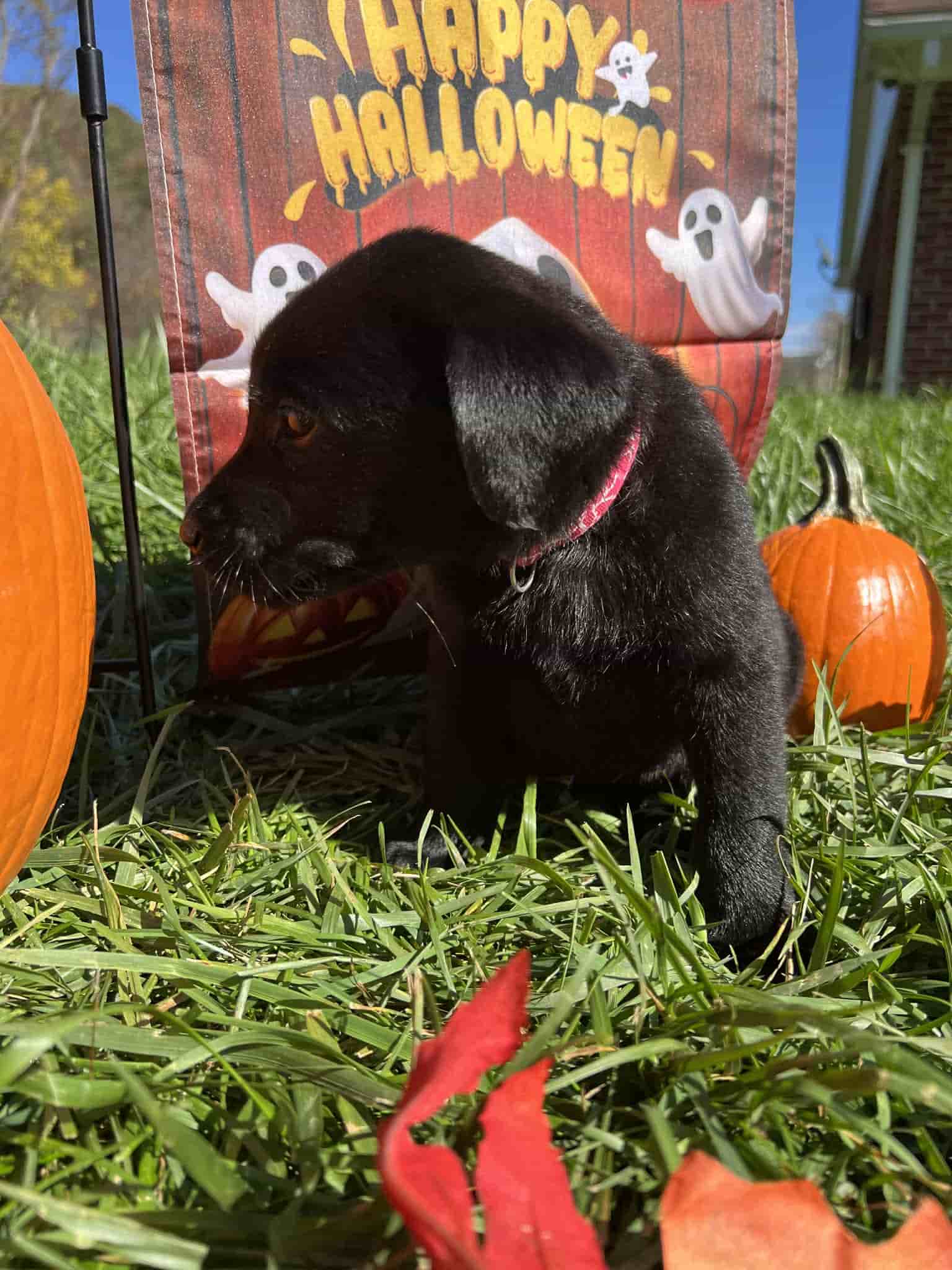 A purebred yellow Labrador Retriever puppy with a pink curtain and red rose flowers around him.