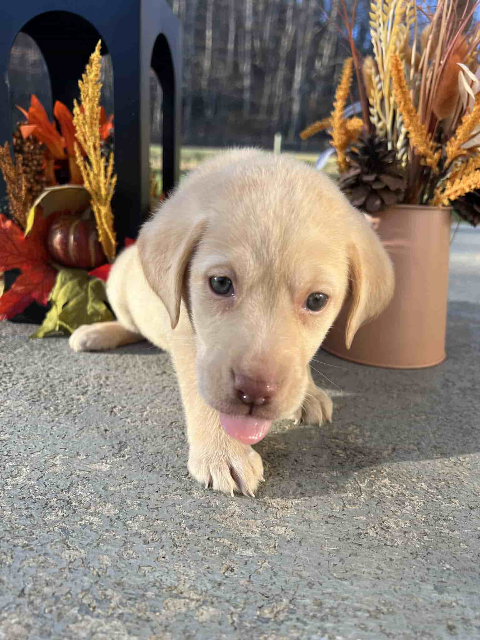 A purebred yellow Labrador Retriever puppy with a pink curtain and red rose flowers around him.