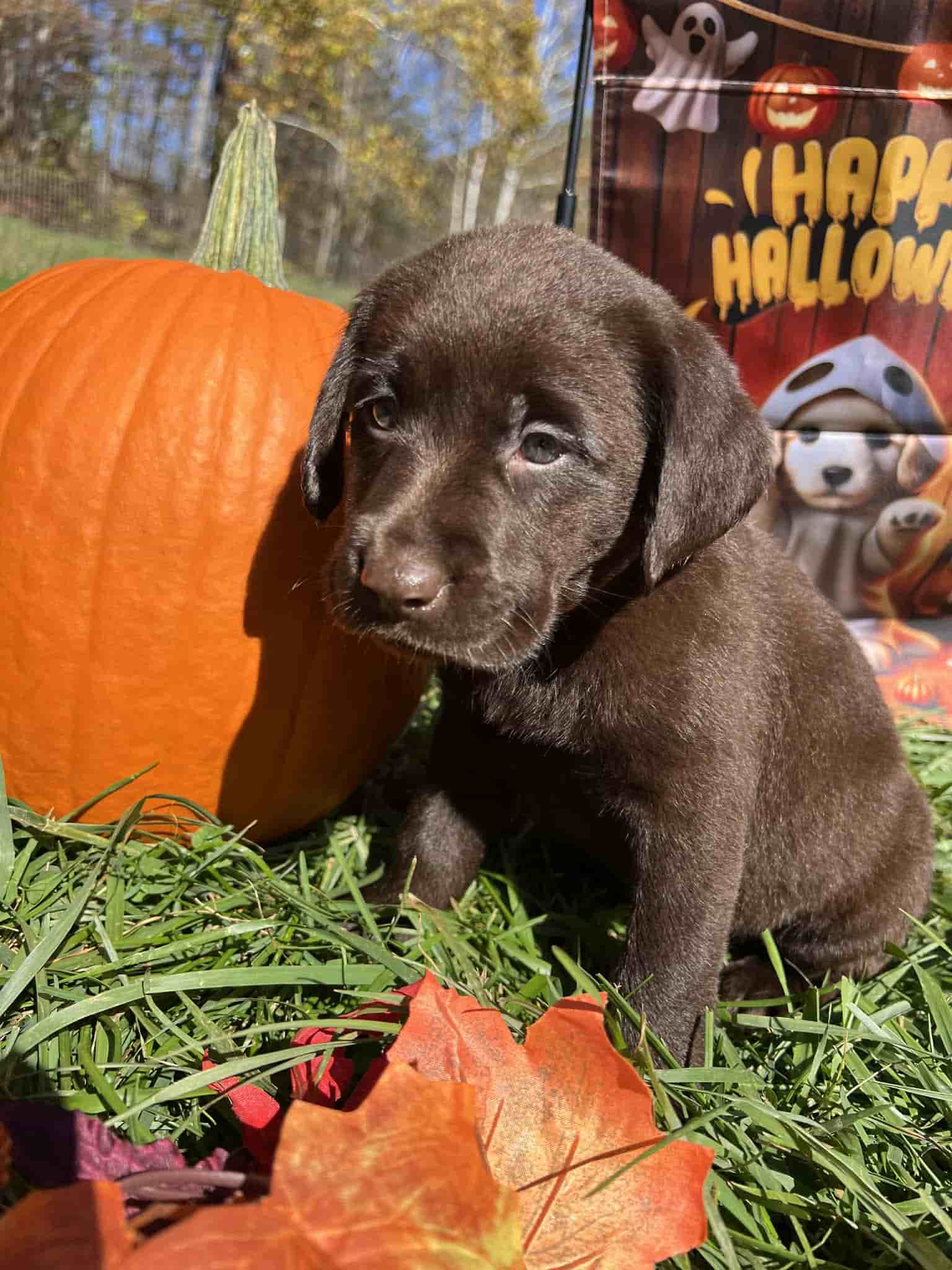 A purebred yellow Labrador Retriever puppy with a pink curtain and red rose flowers around him.
