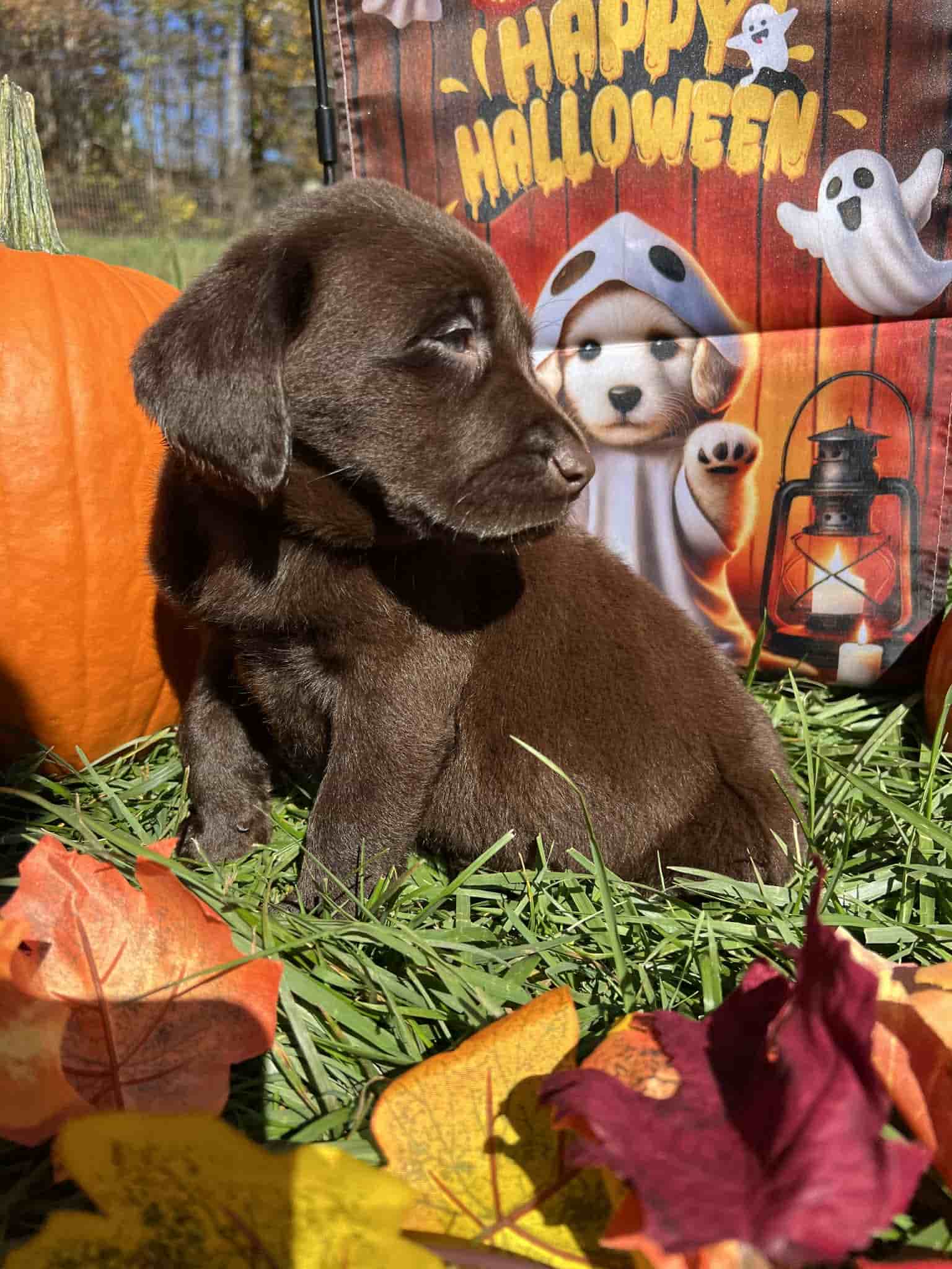 A purebred yellow Labrador Retriever puppy with a pink curtain and red rose flowers around him.