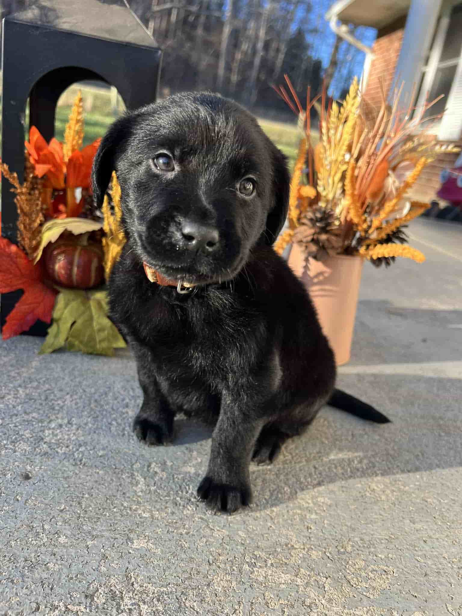 A purebred yellow Labrador Retriever puppy with a pink curtain and red rose flowers around him.