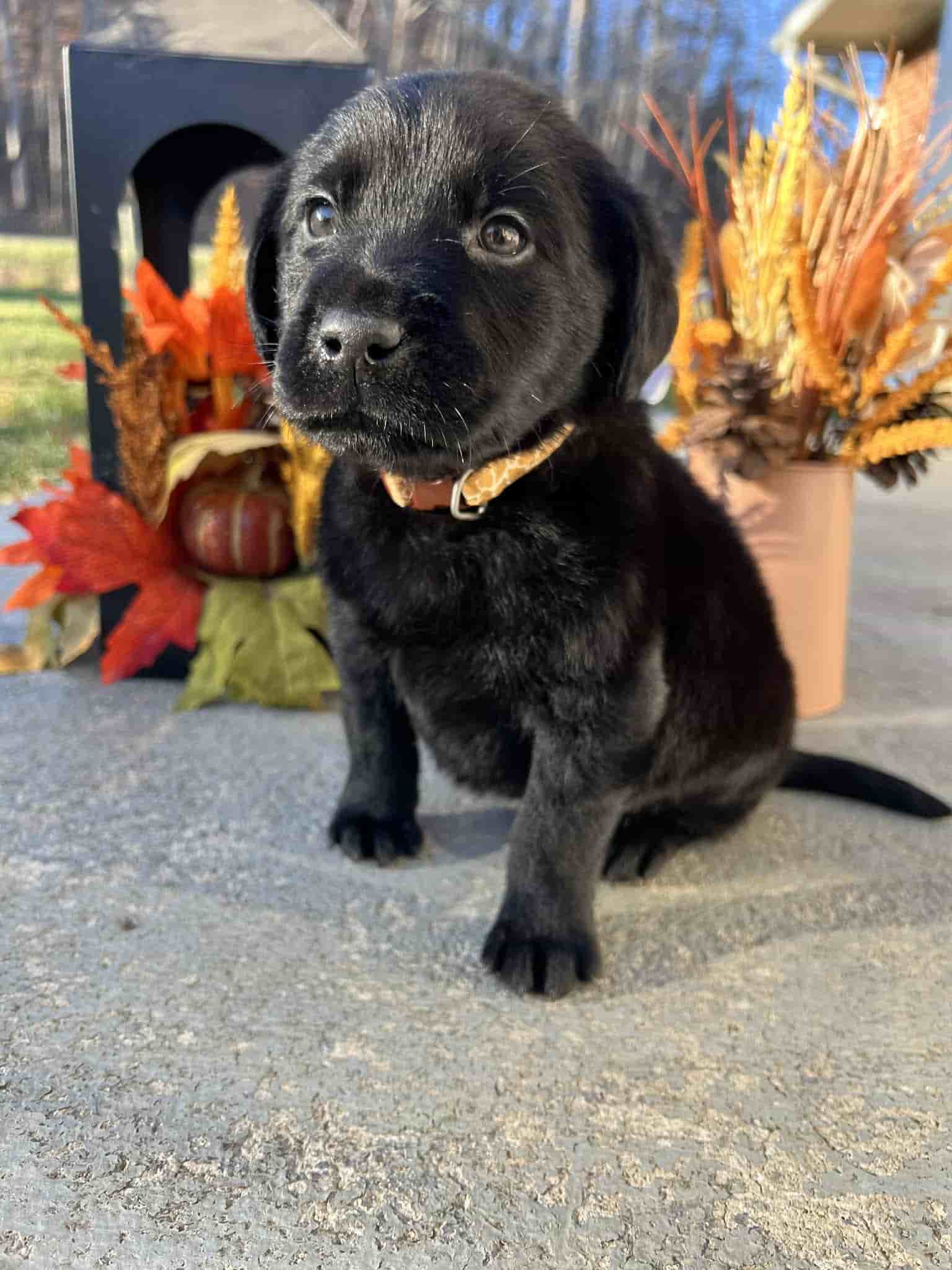 A purebred yellow Labrador Retriever puppy with a pink curtain and red rose flowers around him.
