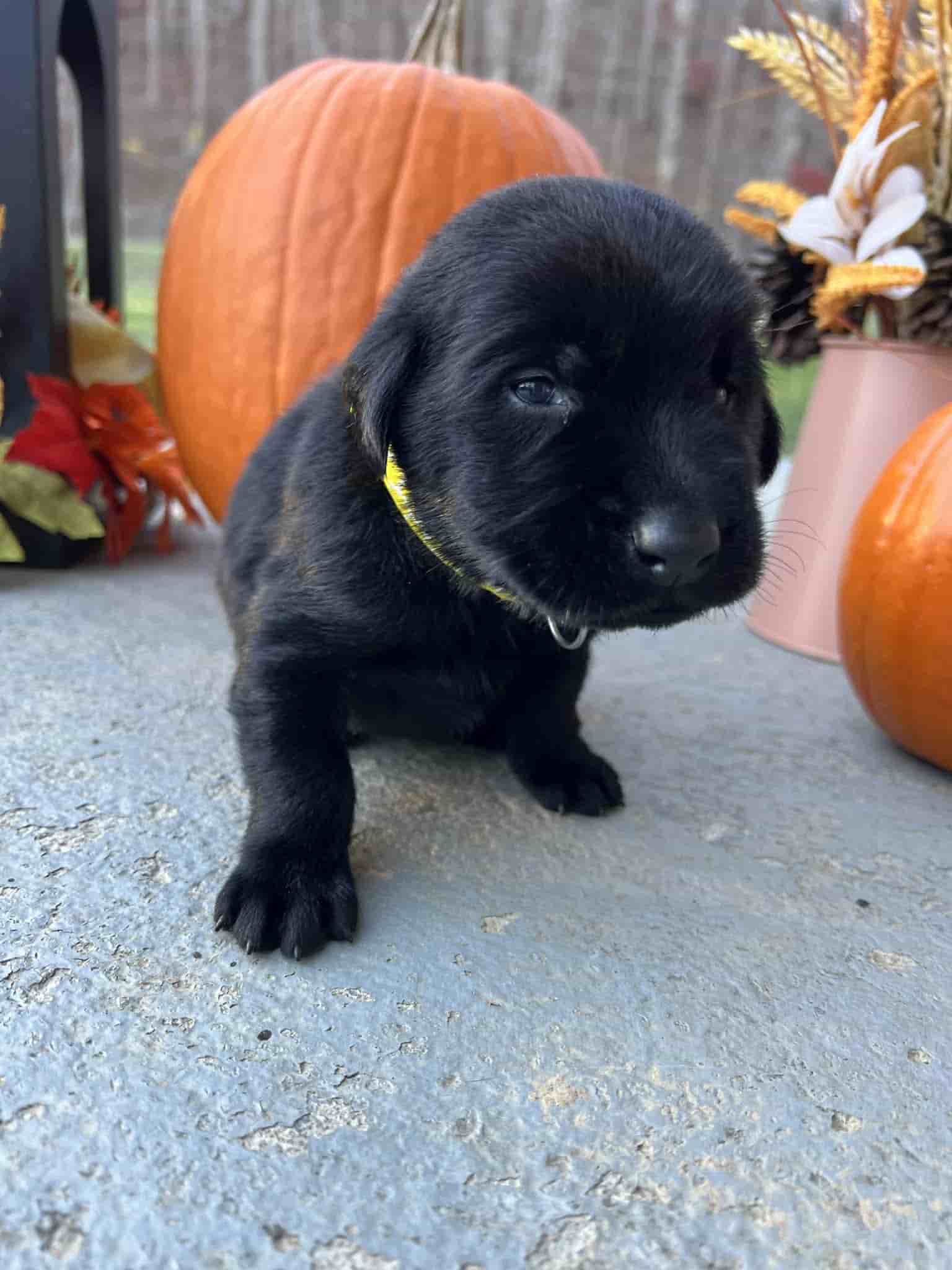 A purebred yellow Labrador Retriever puppy with a pink curtain and red rose flowers around him.