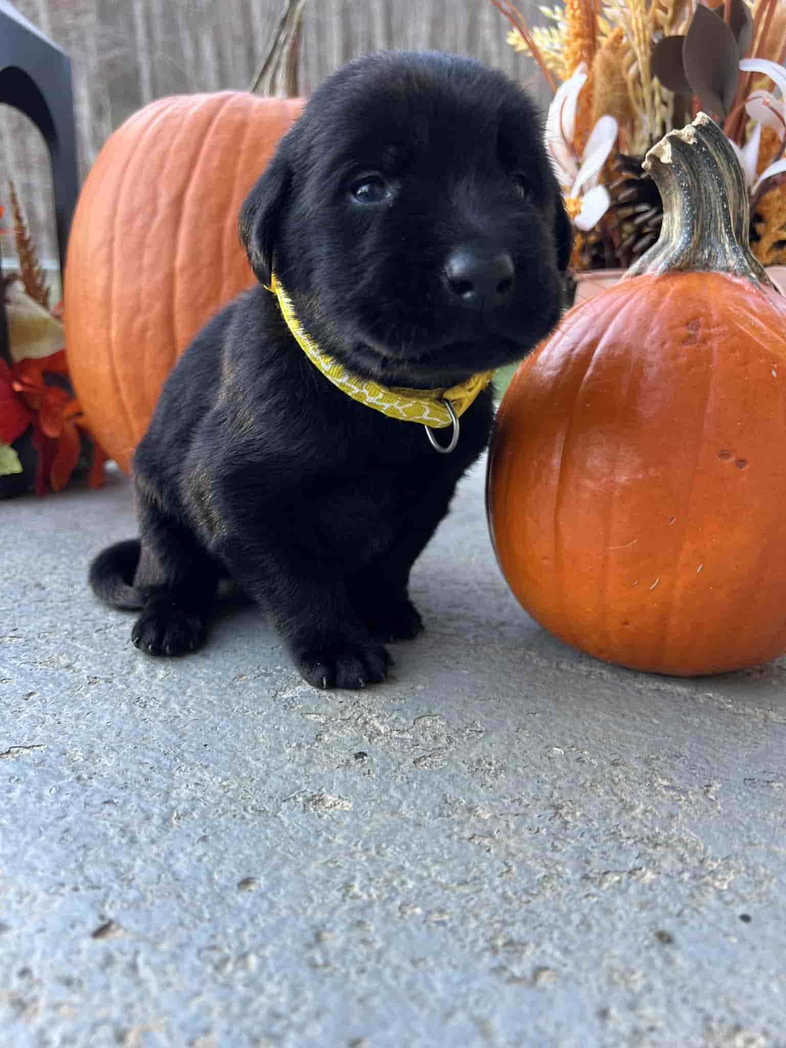 A purebred yellow Labrador Retriever puppy with a pink curtain and red rose flowers around him.