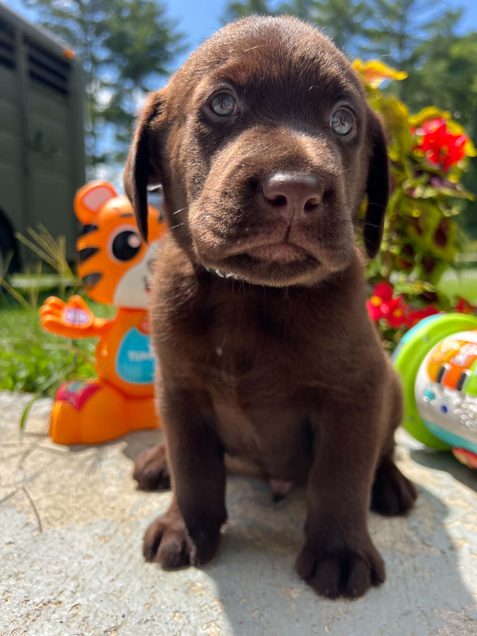 A purebred Labrador Retriever puppy outside in natural daylight.