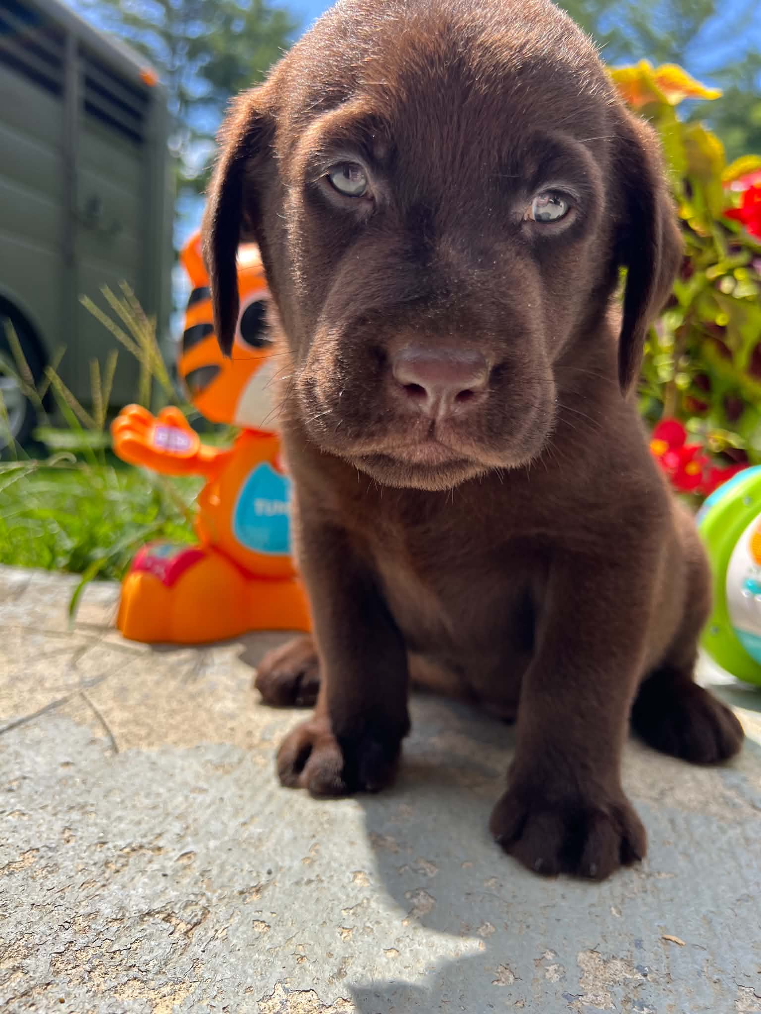 A purebred Labrador Retriever puppy outside in natural daylight.