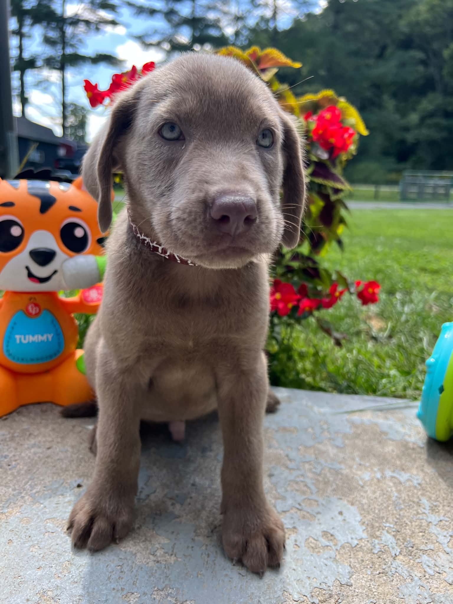 A purebred Labrador Retriever puppy outside in natural daylight.