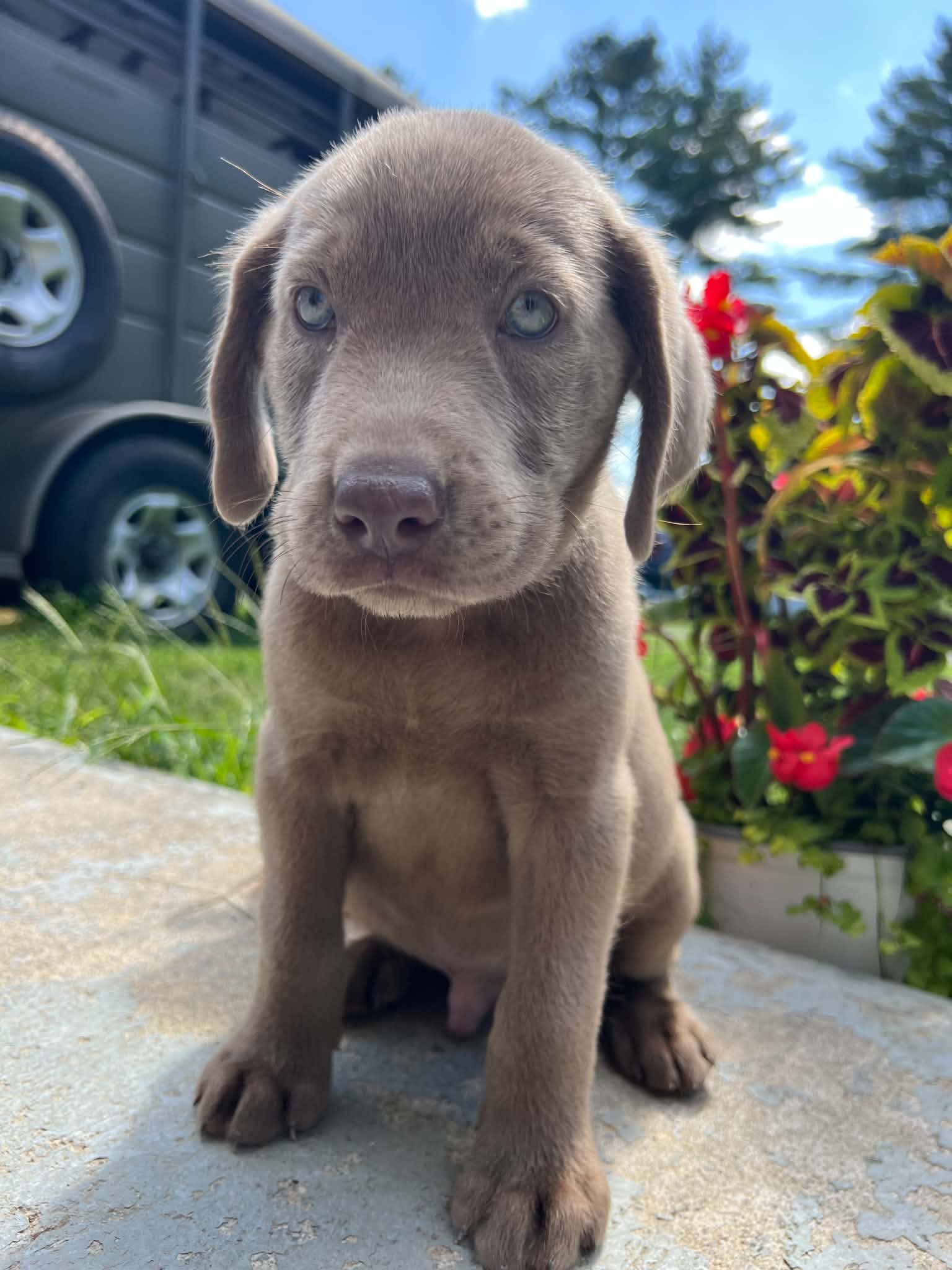 A purebred Labrador Retriever puppy outside in natural daylight.