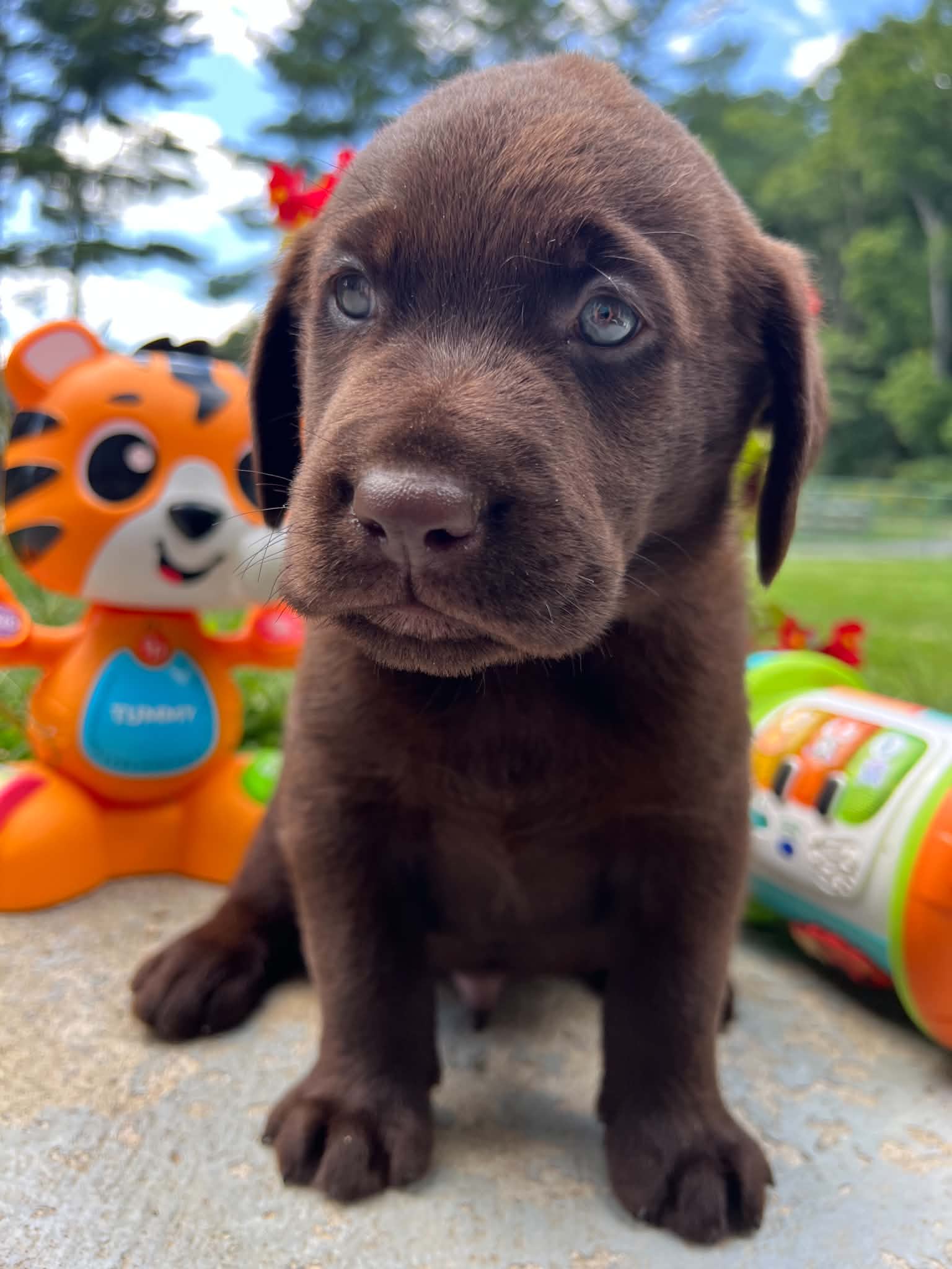 A purebred Labrador Retriever puppy outside in natural daylight.