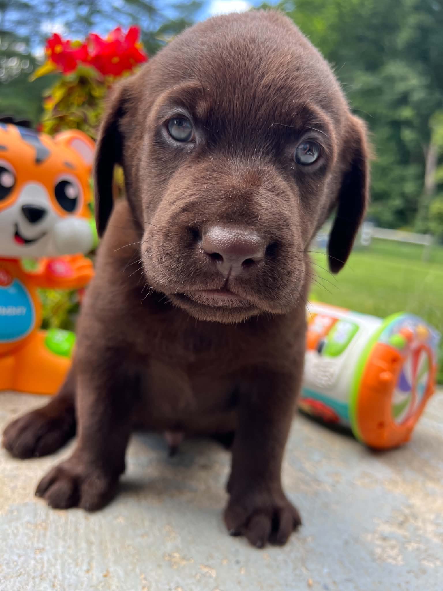 A purebred Labrador Retriever puppy outside in natural daylight.