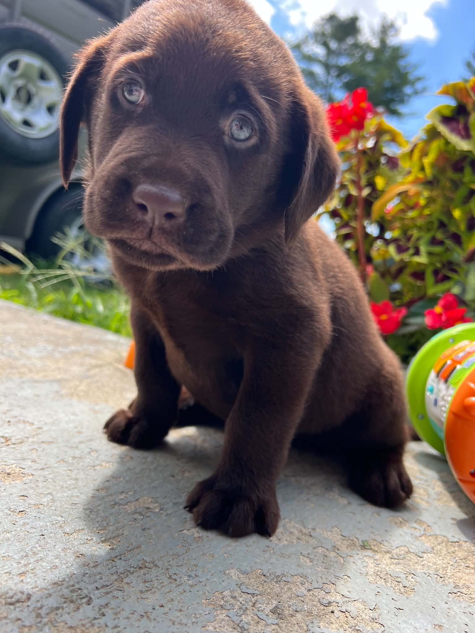 A purebred Labrador Retriever puppy outside in natural daylight.