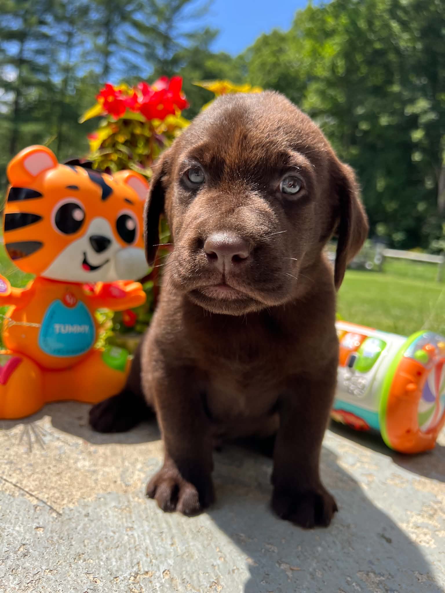 A purebred Labrador Retriever puppy outside in natural daylight.