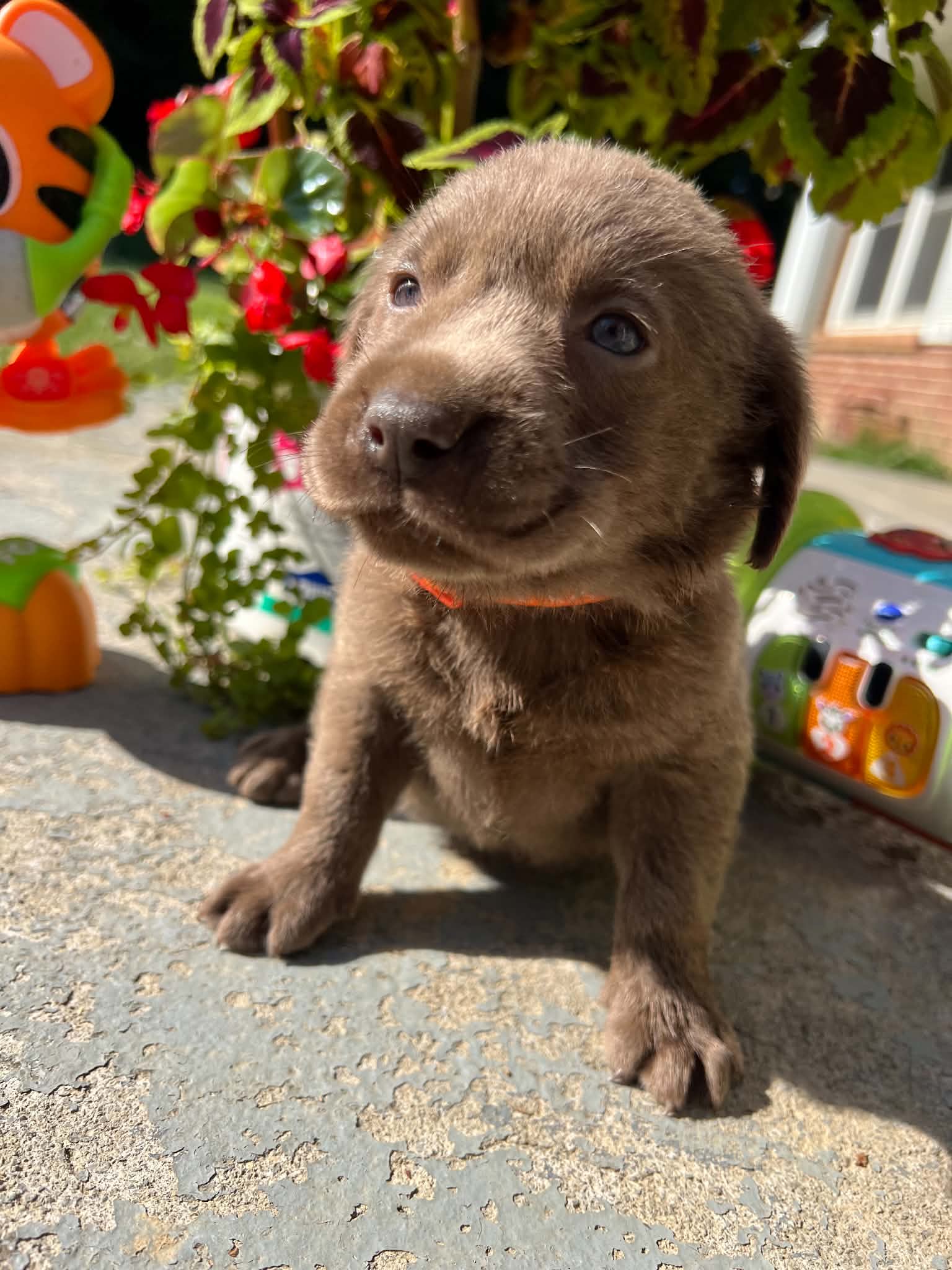 A purebred Labrador Retriever puppy outside in natural daylight.