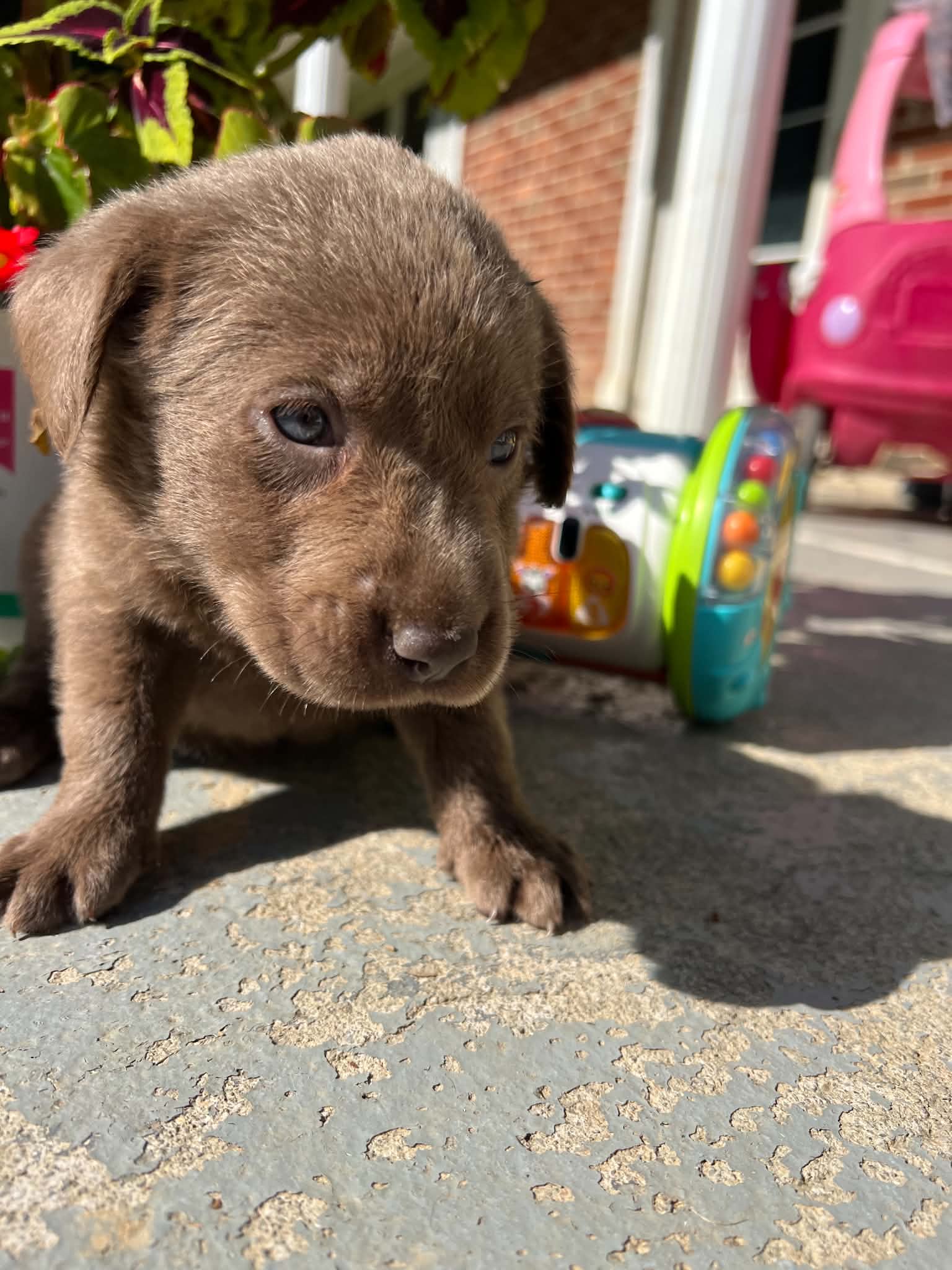 A purebred Labrador Retriever puppy outside in natural daylight.