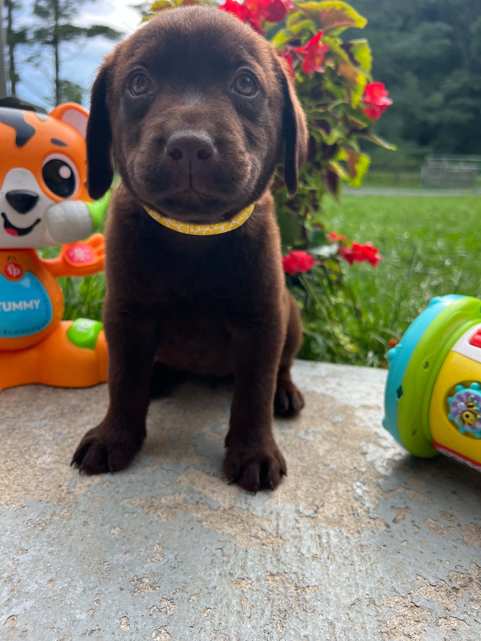 A purebred Labrador Retriever puppy outside in natural daylight.