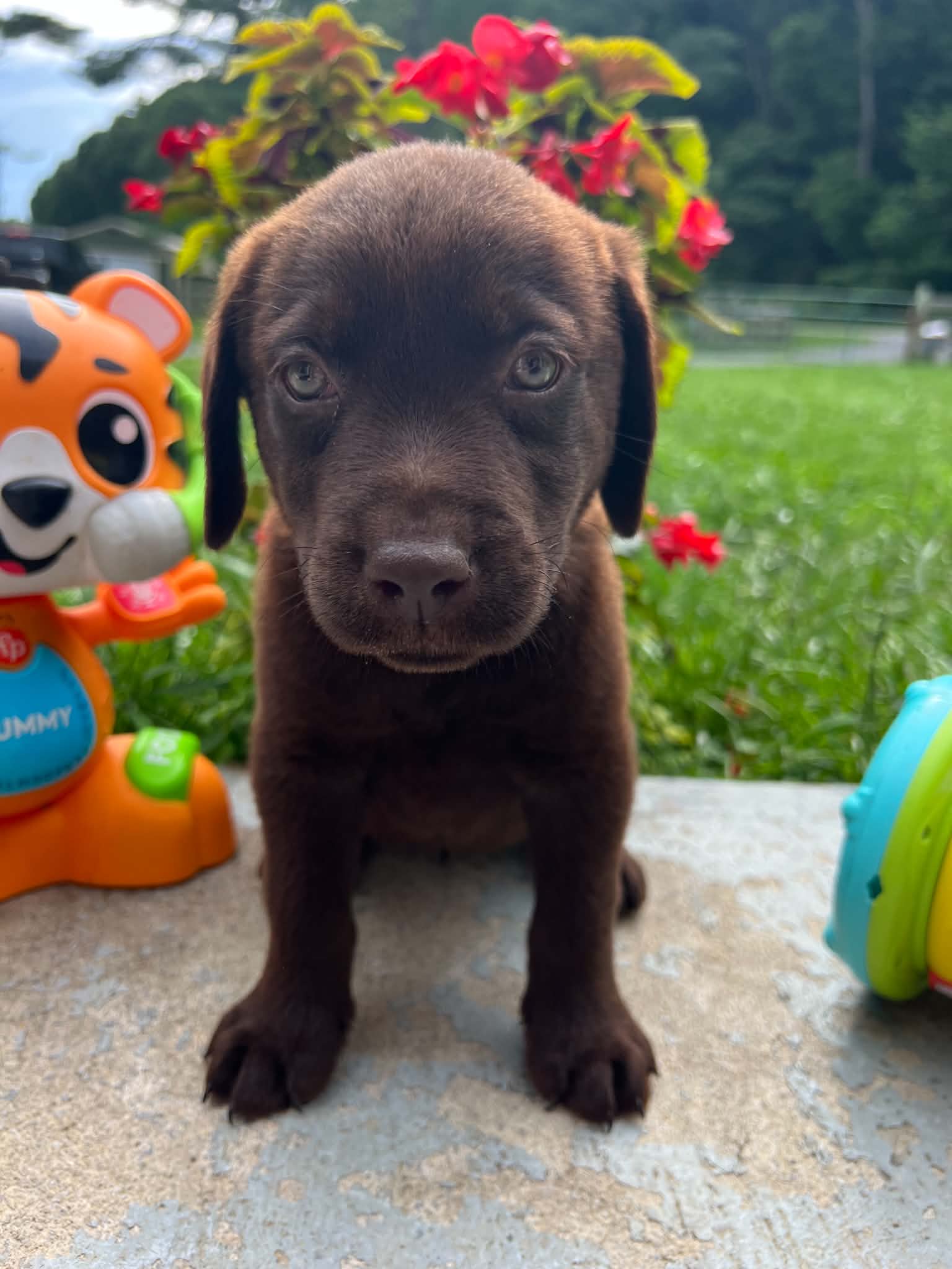 A purebred Labrador Retriever puppy outside in natural daylight.
