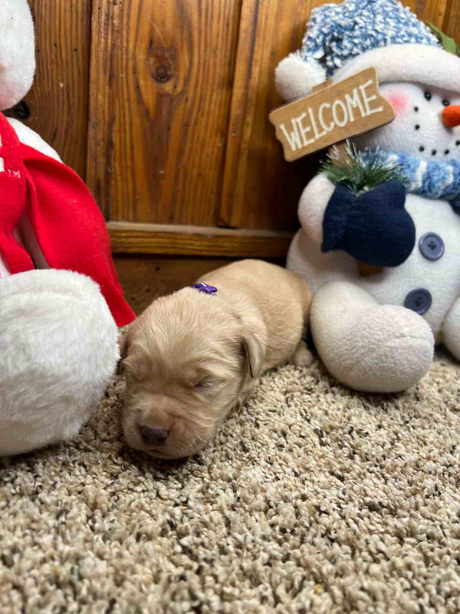 A purebred yellow Labrador Retriever puppy with a pink curtain and red rose flowers around him.