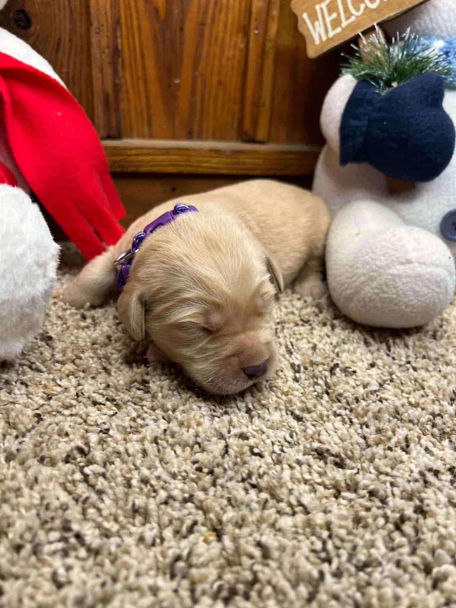A purebred yellow Labrador Retriever puppy with a pink curtain and red rose flowers around him.