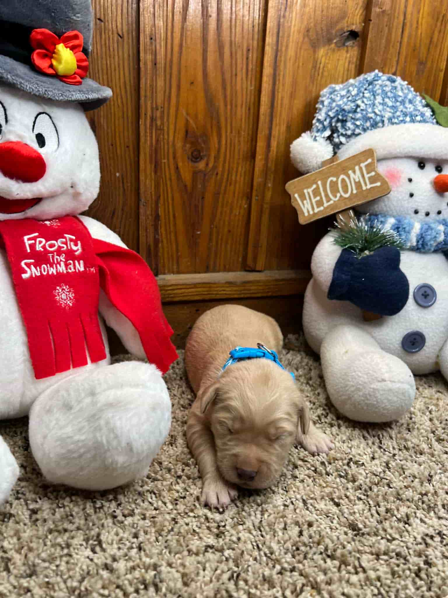 A purebred yellow Labrador Retriever puppy with a pink curtain and red rose flowers around him.