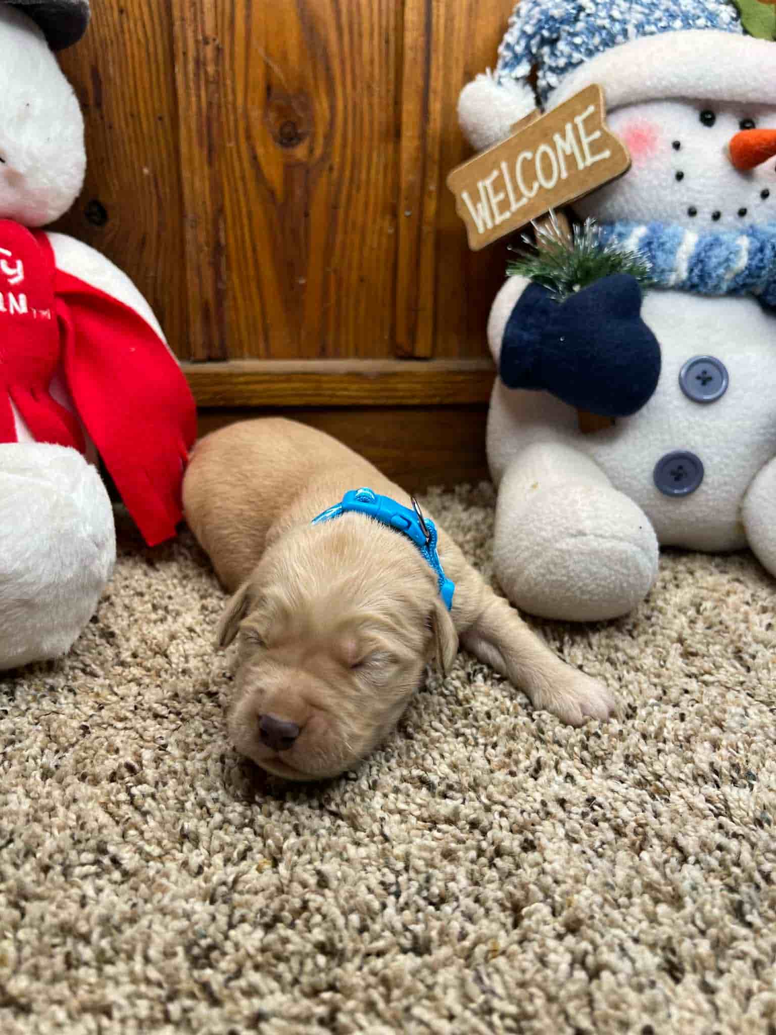 A purebred yellow Labrador Retriever puppy with a pink curtain and red rose flowers around him.