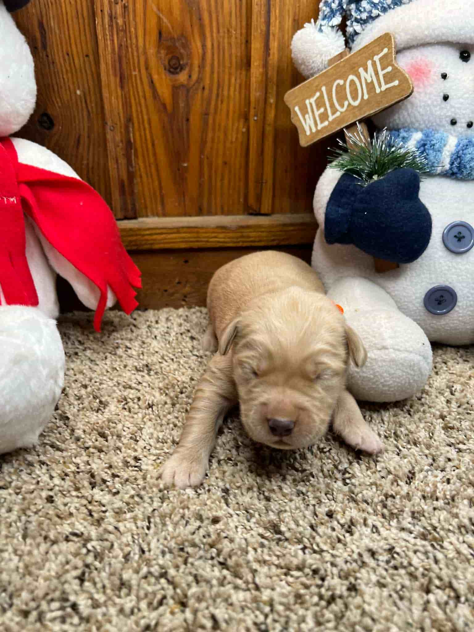 A purebred yellow Labrador Retriever puppy with a pink curtain and red rose flowers around him.