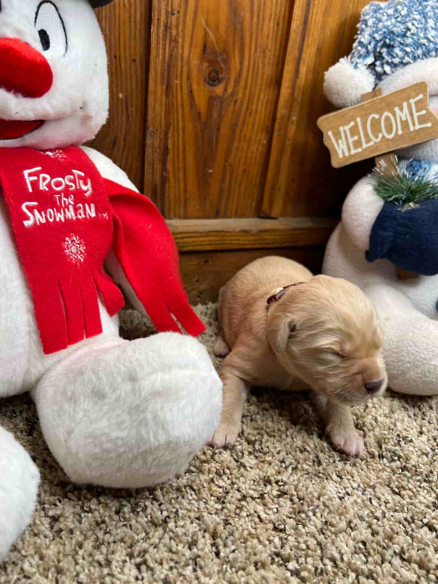 A purebred chocolate Labrador Retriever puppy with a pink curtain and red rose flowers around him.