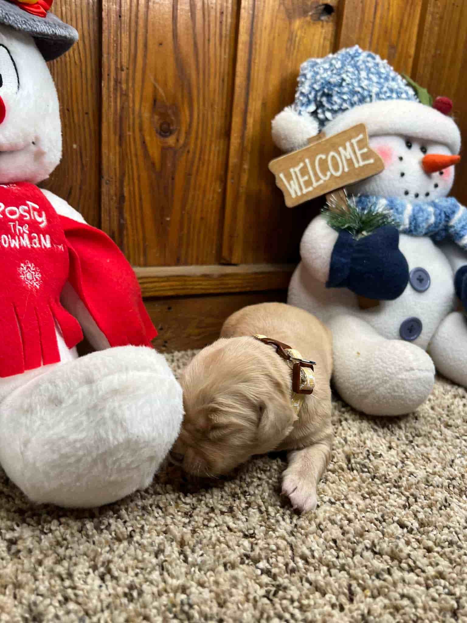 A purebred chocolate Labrador Retriever puppy with a pink curtain and red rose flowers around him.