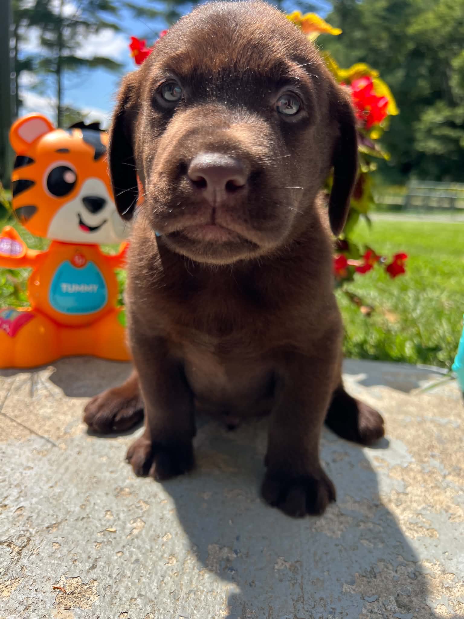 A purebred Labrador Retriever puppy outside in natural daylight.