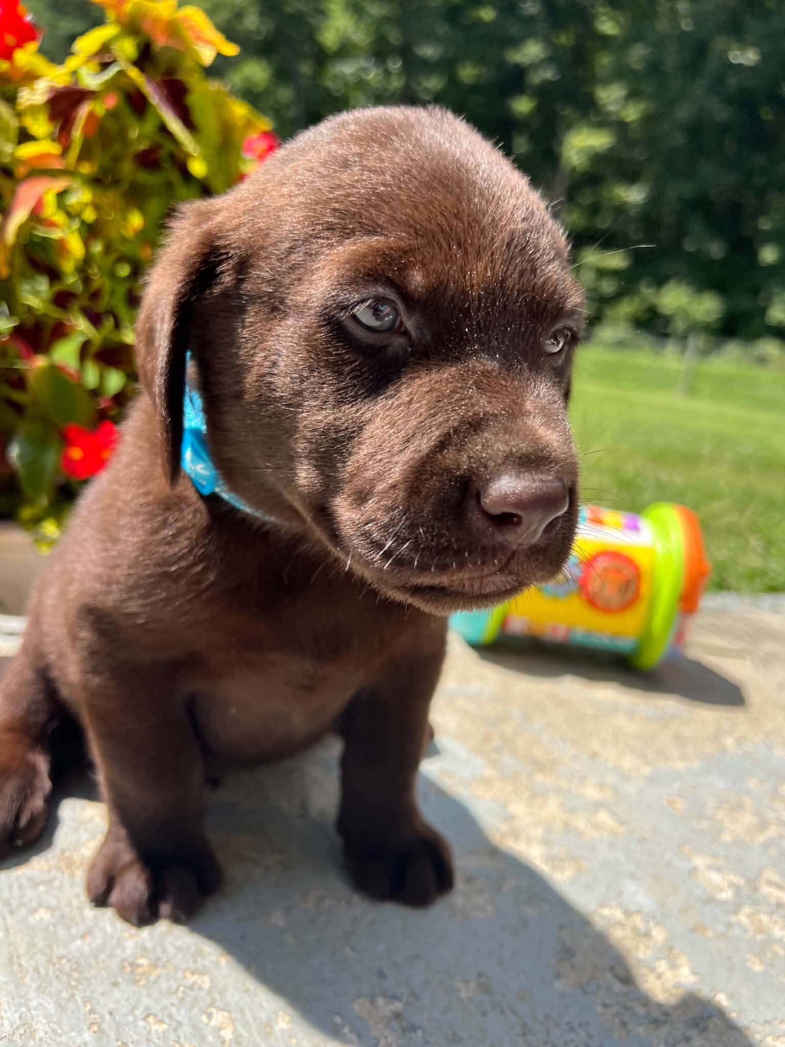 A purebred Labrador Retriever puppy outside in natural daylight.