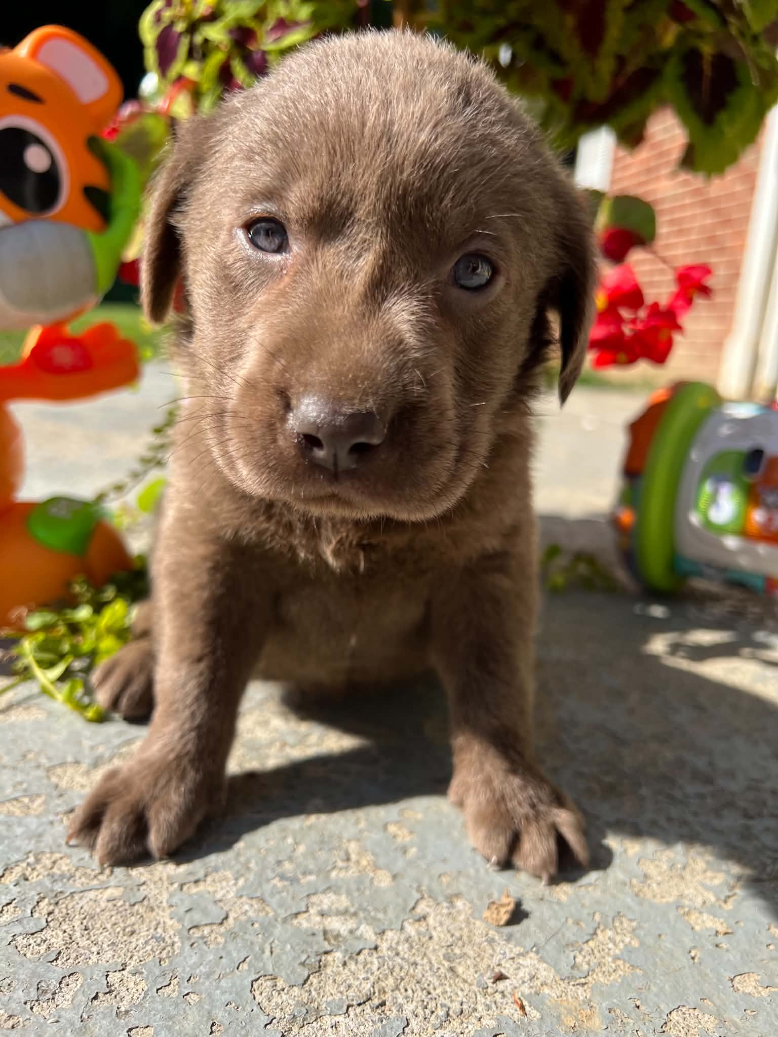 A purebred Labrador Retriever puppy outside in natural daylight.