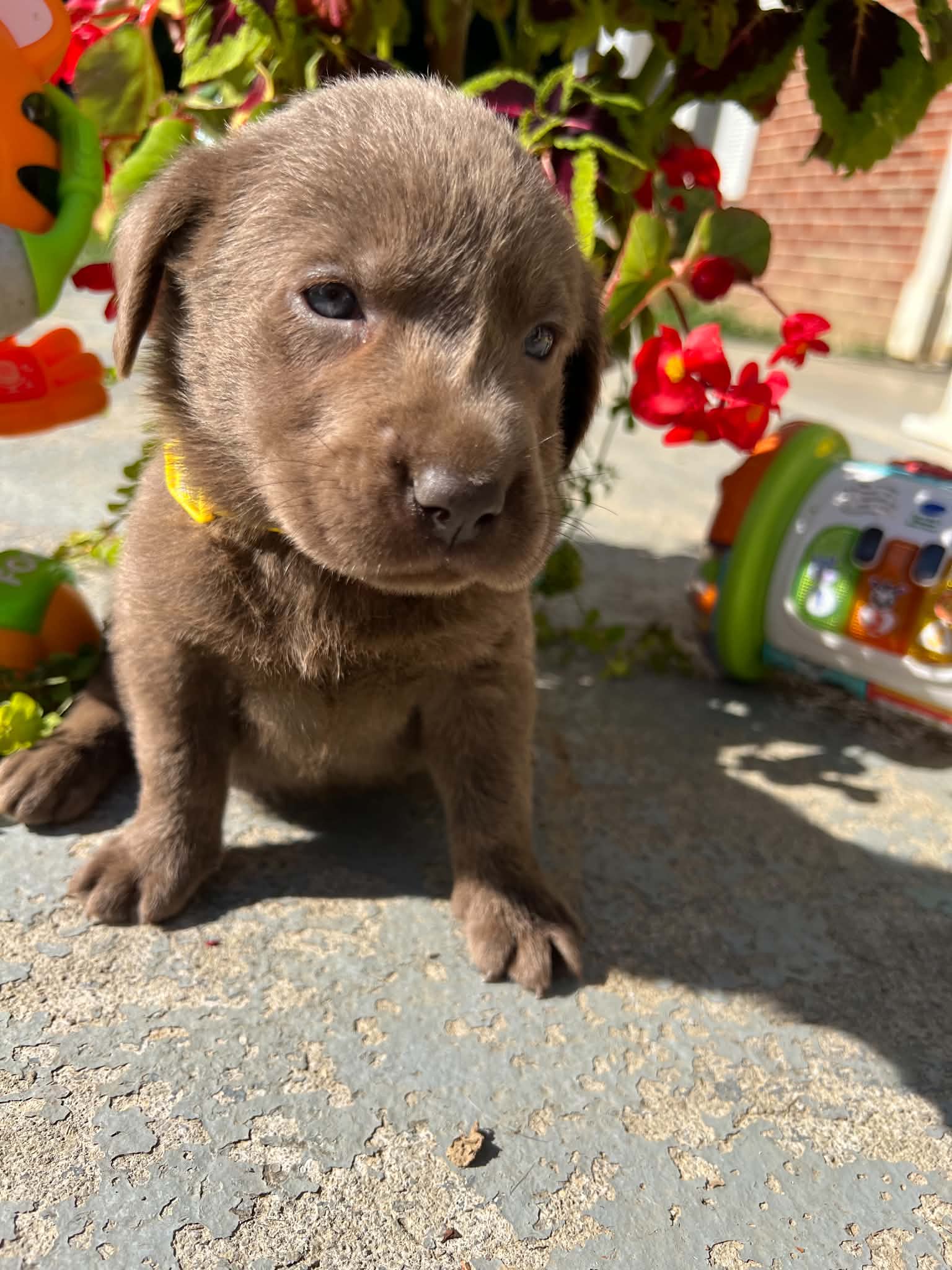 A purebred Labrador Retriever puppy outside in natural daylight.