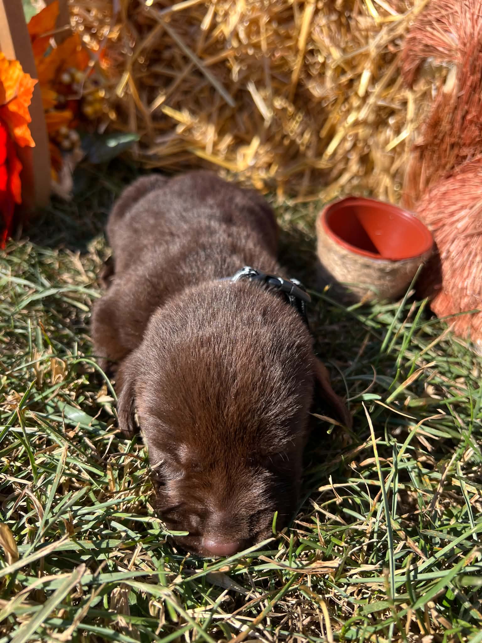 A purebred Labrador Retriever puppy outside in natural daylight.