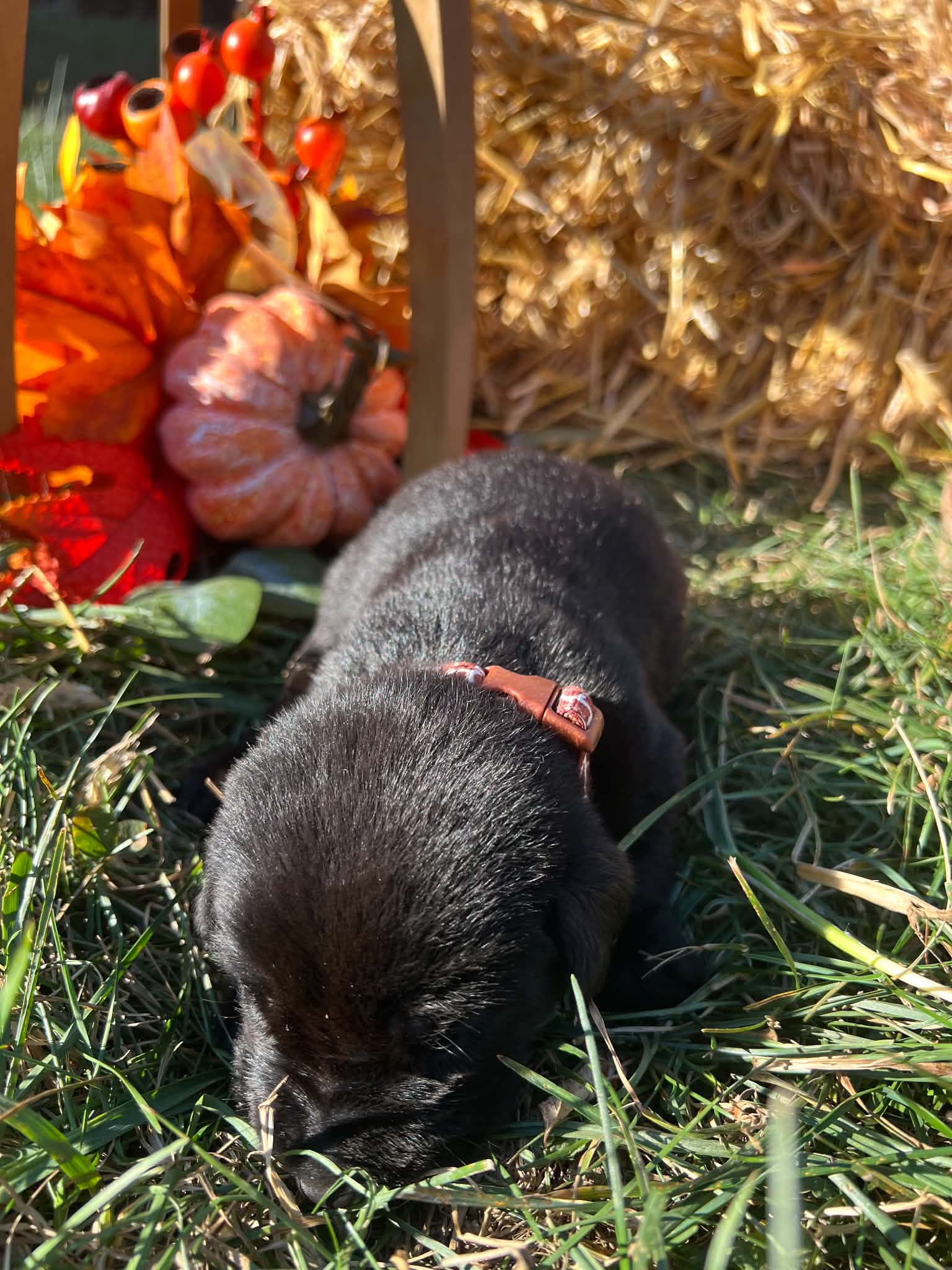 A purebred Labrador Retriever puppy outside in natural daylight.