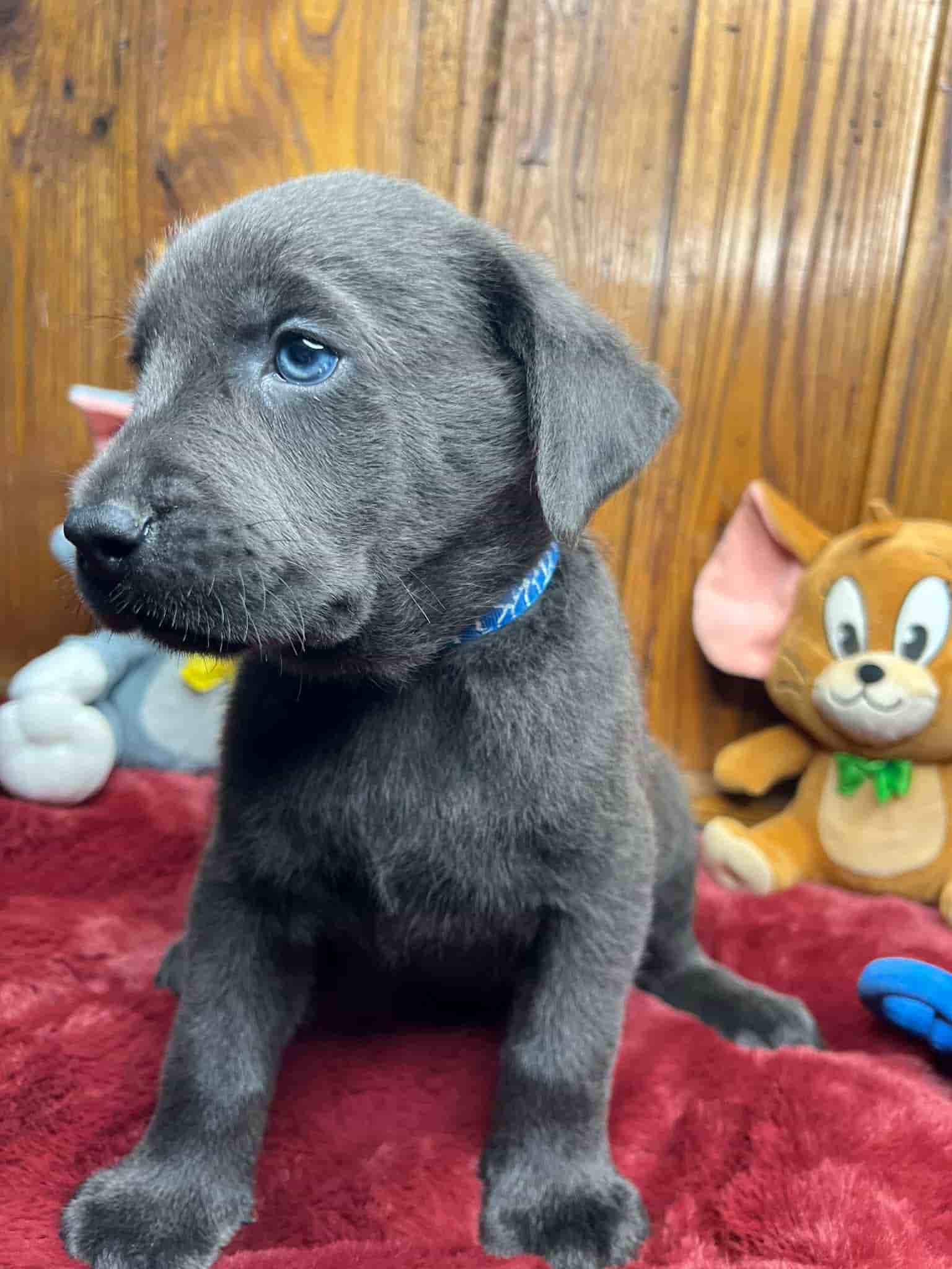 A purebred black Labrador Retriever puppy with a pink curtain and red rose flowers around him.