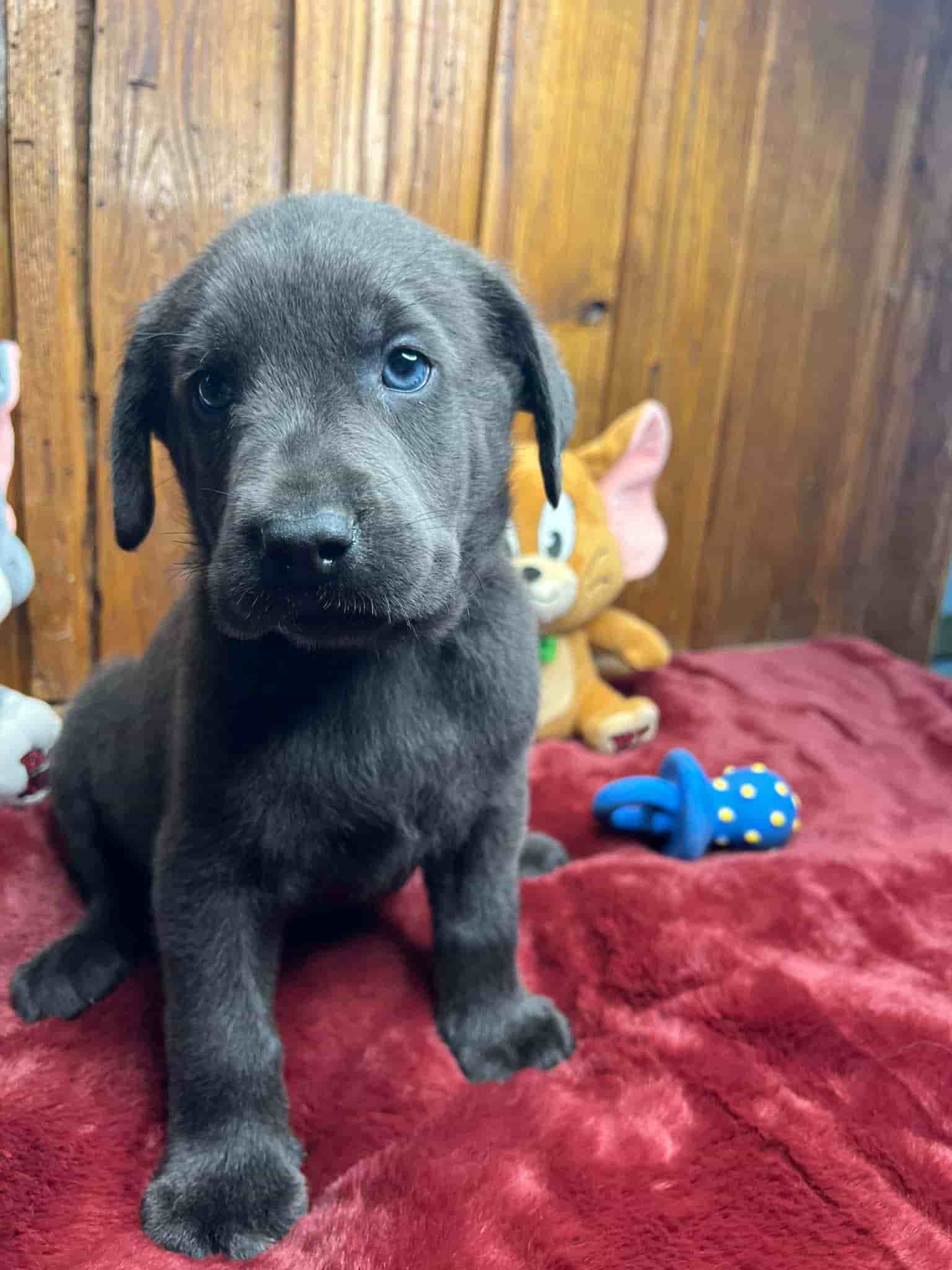 A purebred black Labrador Retriever puppy with a pink curtain and red rose flowers around him.