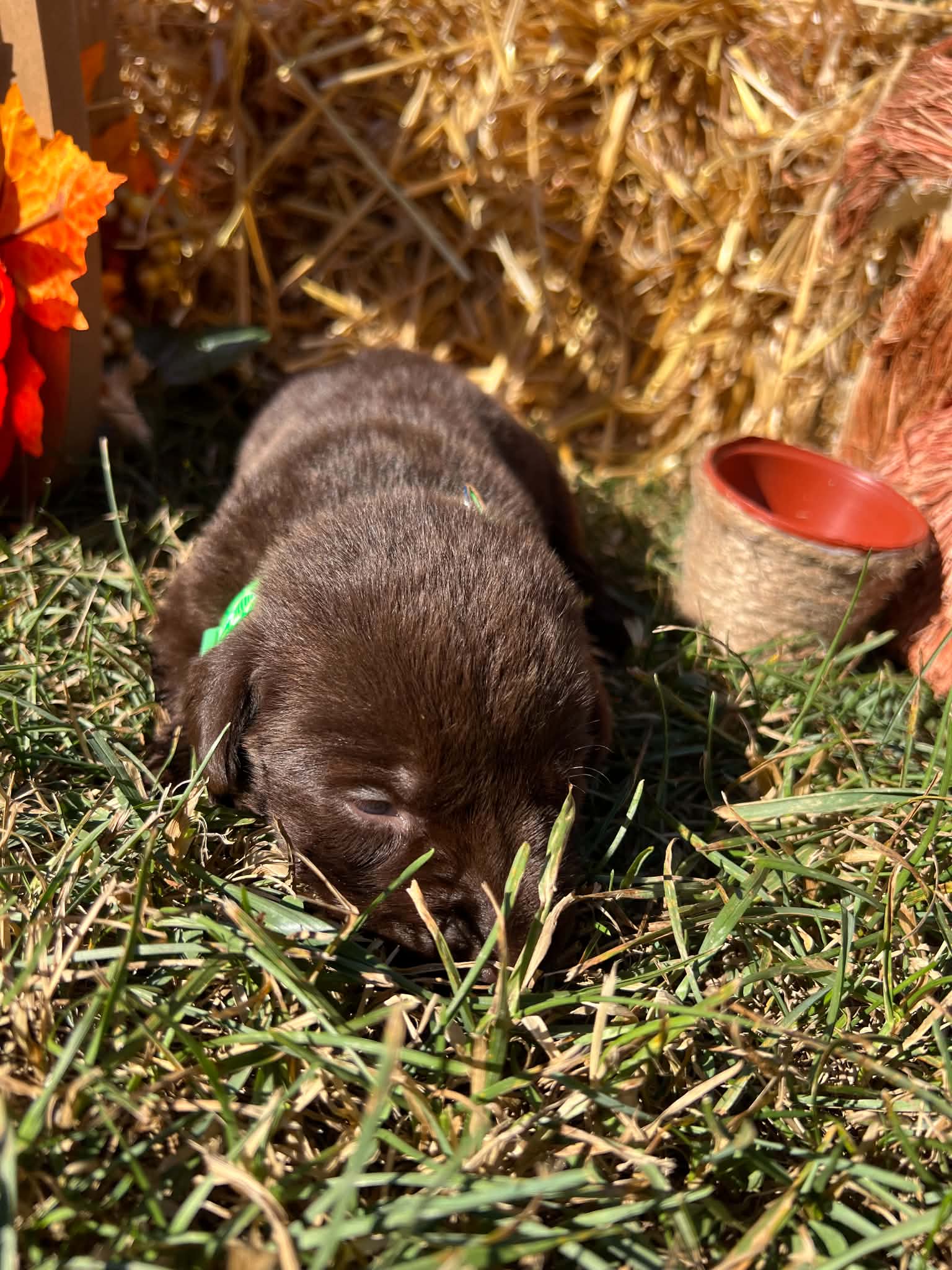 A purebred Labrador Retriever puppy outside in natural daylight.