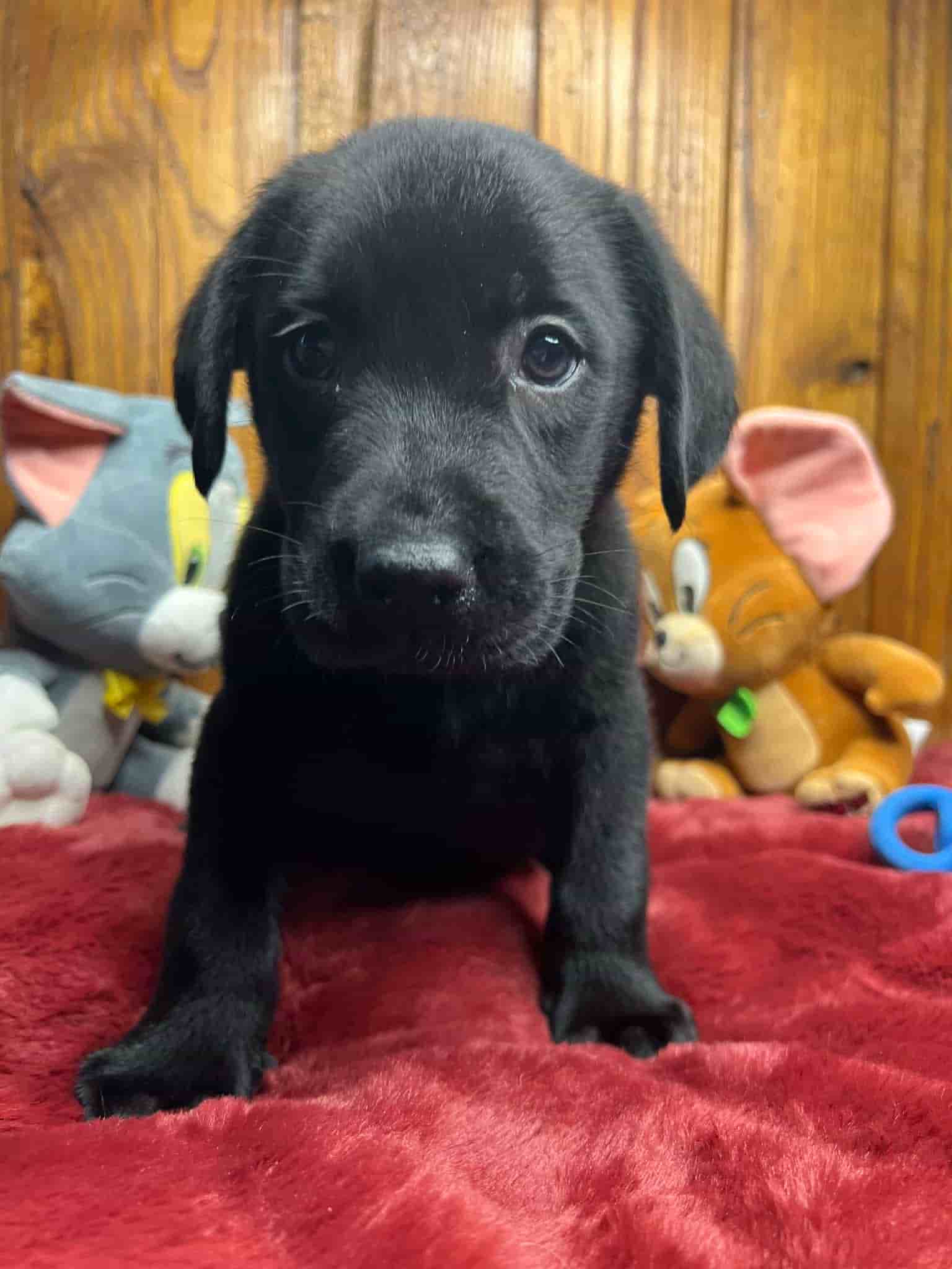 A purebred black Labrador Retriever puppy with a pink curtain and red rose flowers around him.
