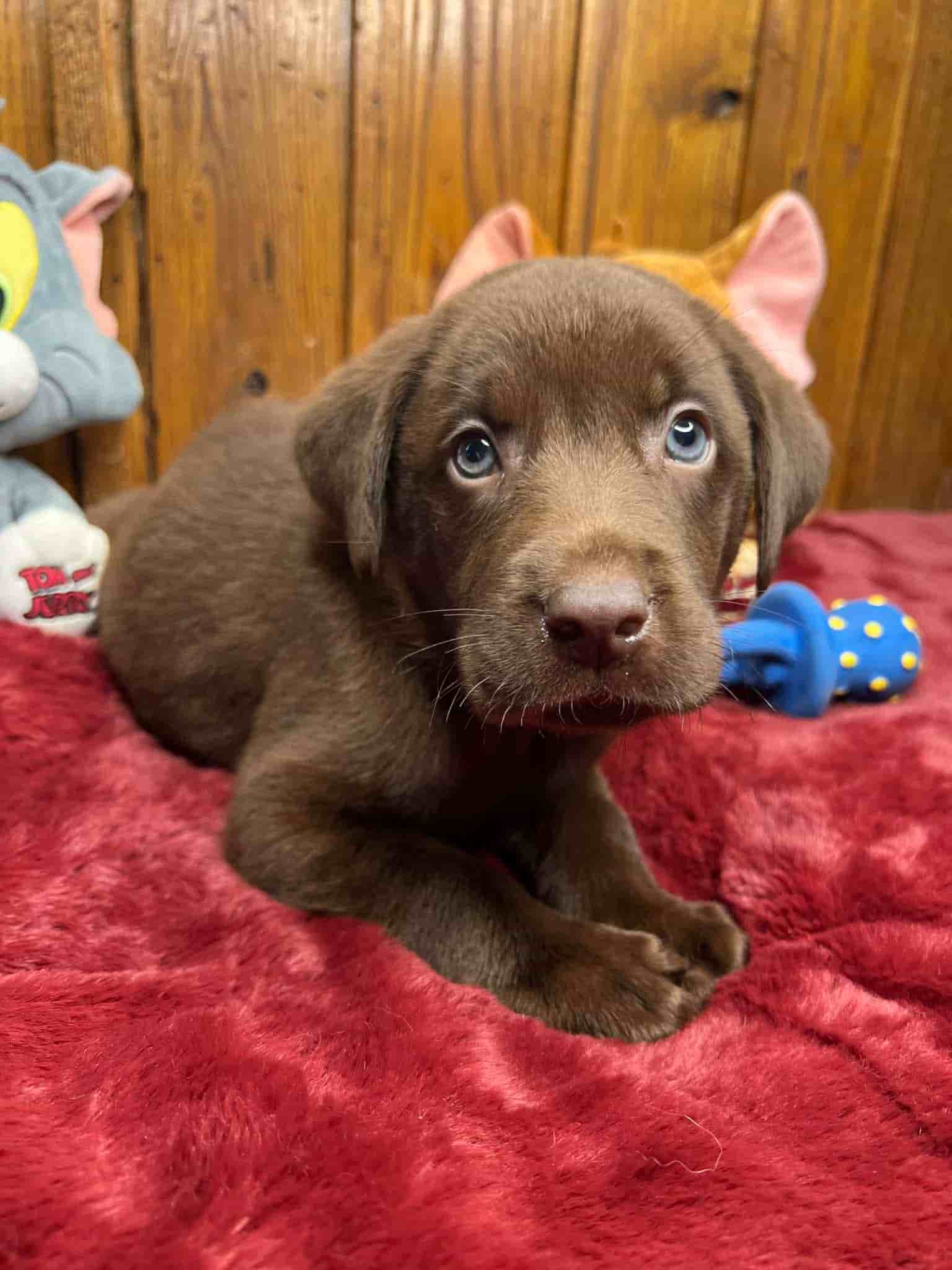 A purebred black Labrador Retriever puppy with a pink curtain and red rose flowers around him.