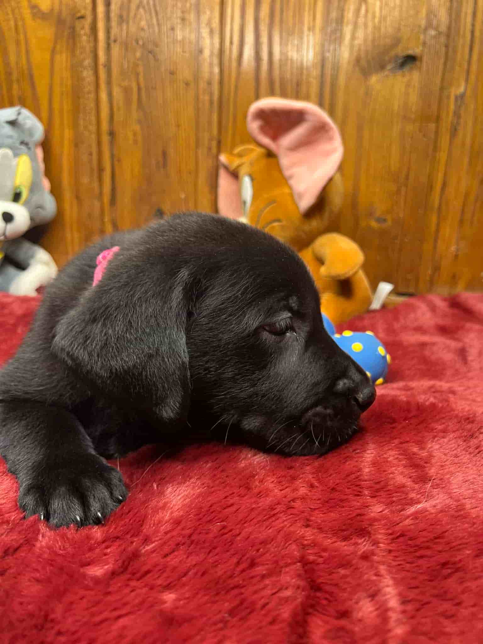 A purebred black Labrador Retriever puppy with a pink curtain and red rose flowers around him.