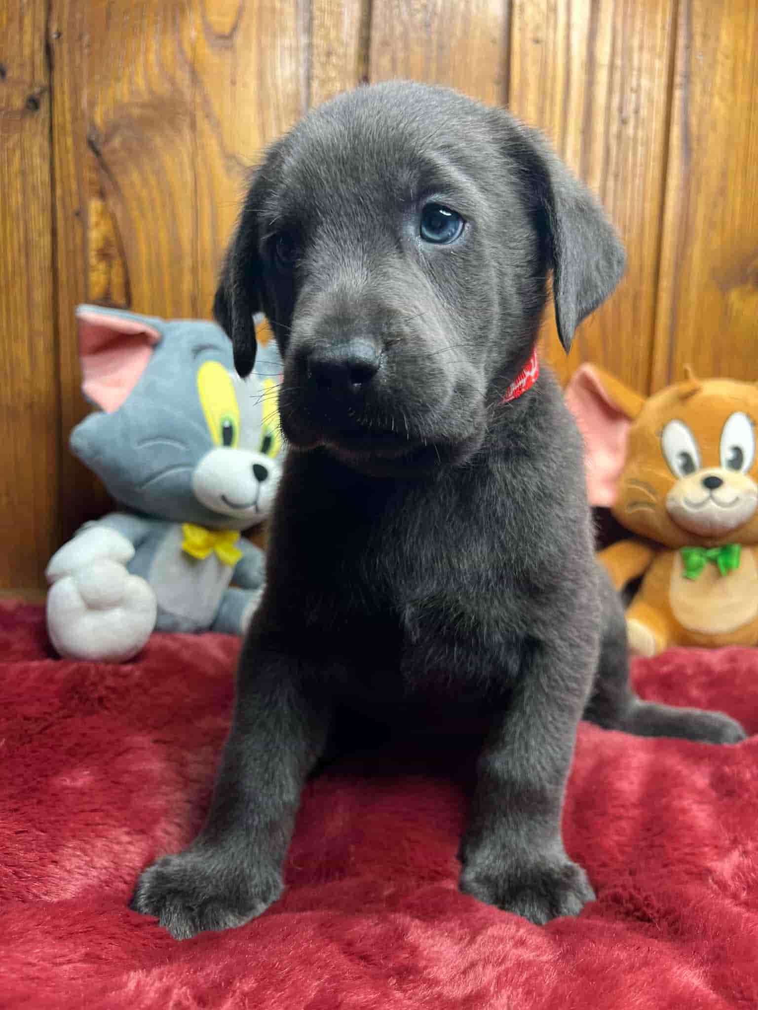 A purebred black Labrador Retriever puppy with a pink curtain and red rose flowers around him.