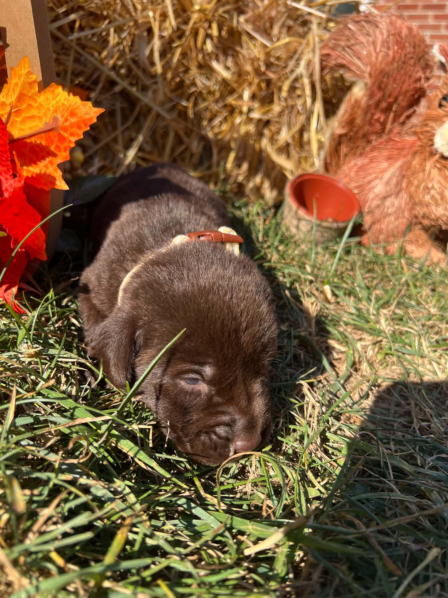 A purebred Labrador Retriever puppy outside in natural daylight.